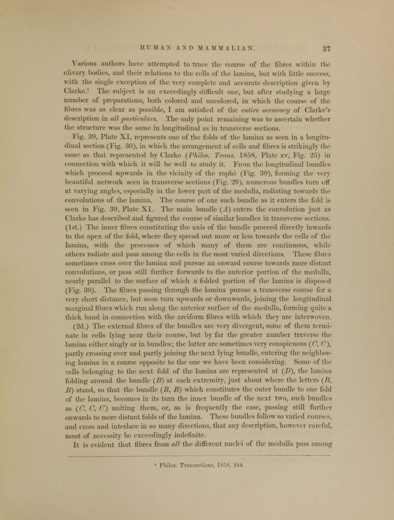 Various authors have attempted to trace the course of the fibres within the olivary bodies, and their relations to the cells of the lamina, but with little success, with the single exception of the very complete and accurate description given by Clarke.1 The subject is an exceedingly difficult one, but after studying a large number of preparations, both colored and uncolored, in which the course of the fibres was as clear as possible, I am satisfied of the entire accuracy of Clarke's description in all particulars. The only point remaining was to ascertain whether the structure was the same in longitudinal as in transverse sections. Fig. 39, Plate XI, represents one of the folds of the lamina as seen in a longitu- dinal section (Fig. 30), in which the arrangement of cells and fibres is strikingly the same as that represented by Clarke {Ph'rfos. Trans. 1858, Plate xv, Fig. 25) in connection with which it will be well to study it. From the longitudinal bundles which proceed upwards in the vicinity of the raphe (Fig. 30), forming the very beautiful network seen in transverse sections (Fig. 29), numerous bundles turn oft* at varying angles, especially in the lower part of the medulla, radiating towards the convolutions of the lamina. The course of one such bundle as it enters the fold is seen in Fig. 39, Plate XI. The main bundle (A) enters the convolution just as Clarke has described and figured the course of similar bundles in transverse sections. (1st.) The inner fibres constituting the axis of the bundle proceed directly inwards to the apex of the fold, where they spread out more or less towards the cells of the lamina, with the processes of which many of them are continuous, while others radiate and pass among the cells in the most varied directions. These fibres sometimes cross over the lamina and pursue an onward course towards more distant convolutions, or pass still further forwards to the anterior portion of the medulla, nearly parallel to the surface of which a folded portion of the lamina is disposed (Fig. 30). The fibres passing through the lamina pursue a transverse course for a very short distance, but soon turn upwards or downwards, joining the longitudinal marginal fibres which run along the anterior surface of the medulla, forming quite a thick band in connection with the arciform fibres with which they are interwoven. (2d.) The external fibres of the bundles are very divergent, some of them termi- nate in cells lying near their course, but by far the greater number traverse the lamina either singly or in bundles; the latter are sometimes very conspicuous (C, (7), partly crossing over and partly joining the next lying bundle, entering the neighbor- ing lamina in a course opposite to the one we have been considering. Some of the cells belonging to the next fold of the lamina are represented at (Z>), the lamina folding around the bundle (B) at each extremity, just about where the letters (B, E) stand, so that the bundle (B, B) which constitutes the outer bundle to one fold of the lamina, becomes in its turn the inner bundle of the next two, such bundles as (C, C, O) uniting them, or, as is frequently the case, passing still further onwards to more distant folds of the lamina. These bundles follow so varied courses, and cross and interlace in so many directions, that any description, however careful, must of necessity be exceedingly indefinite. It is evident that fibres from all the different nuclei of the medulla pass among