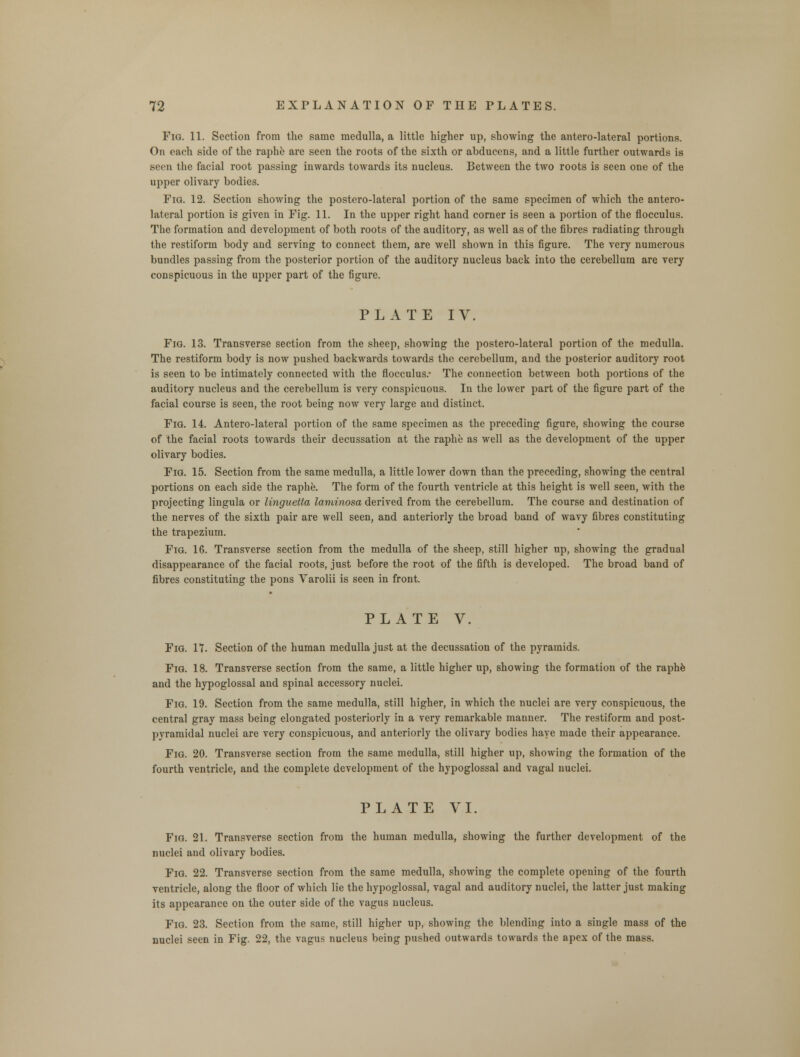 Fig. 11. Section from the same medulla, a little higher up, showing the antero-lateral portions. On each side of the raphe are seen the roots of the sixth or abducens, and a little further outwards is seen the facial root passing inwards towards its nucleus. Between the two roots is seen one of the upper olivary bodies. Fig. 12. Section showing the posterolateral portion of the same specimen of which the antero- lateral portion is given in Fig. 11. In the upper right hand corner is seen a portion of the flocculus. The formation and development of both roots of the auditory, as well as of the fibres radiating through the restiform body and serving to connect them, are well shown in this figure. The very numerous bundles passing from the posterior portion of the auditory nucleus back into the cerebellum are very conspicuous in the upper part of the figure. PLATE IV. Fig. 13. Transverse section from the sheep, showing the postero-lateral portion of the medulla. The restiform body is now pushed backwards towards the cerebellum, and the posterior auditory root is seen to be intimately connected with the flocculus.- The connection between both portions of the auditory nucleus and the cerebellum is very conspicuous. In the lower part of the figure part of the facial course is seen, the root being now very large and distinct. Fig. 14. Antero-lateral portion of the same specimen as the preceding figure, showing the course of the facial roots towards their decussation at the raphe as well as the development of the upper olivary bodies. Fig. 15. Section from the same medulla, a little lower down than the preceding, showing the central portions on each side the raphe. The form of the fourth ventricle at this height is well seen, with the projecting lingula or linguetta laminosa derived from the cerebellum. The course and destination of the nerves of the sixth pair are well seen, and anteriorly the broad band of wavy fibres constituting the trapezium. Fig. 16. Transverse section from the medulla of the sheep, still higher up, showing the gradual disappearance of the facial roots, just before the root of the fifth is developed. The broad band of fibres constituting the pons Varolii is seen in front. PLATE V. Fig. 17. Section of the human medulla just at the decussation of the pyramids. Fig. 18. Transverse section from the same, a little higher up, showing the formation of the raphe and the hypoglossal and spinal accessory nuclei. Fig. 19. Section from the same medulla, still higher, in which the nuclei are very conspicuous, the central gray mass being elongated posteriorly in a very remarkable manner. The restiform and post- pyramidal nuclei are very conspicuous, and anteriorly the olivary bodies have made their appearance. Fig. 20. Transverse section from the same medulla, still higher up, showing the formation of the fourth ventricle, and the complete development of the hypoglossal and vagal nuclei. PLATE VI. Fig. 21. Transverse section from the human medulla, showing the further development of the nuclei and olivary bodies. Fig. 22. Transverse section from the same medulla, showing the complete opening of the fourth ventricle, along the floor of which lie the hypoglossal, vagal and auditory nuclei, the latter just making its appearance on the outer side of the vagus nucleus. Fig. 23. Section from the same, still higher up, showing the blending into a single mass of the nuclei seen in Fig. 22, the vagus nucleus being pushed outwards towards the apex of the mass.