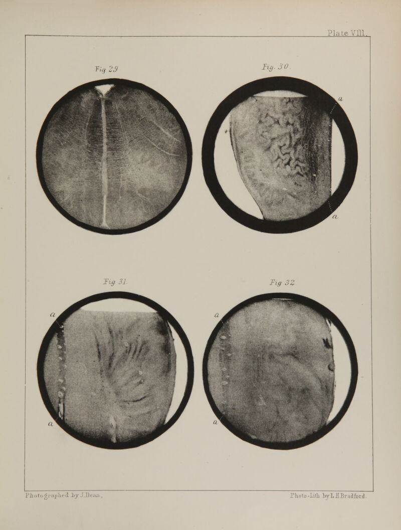 Piiotograj>Tie3 ty J.Dean , riioto -Lifli IryL H.Bt;i 3 ford .