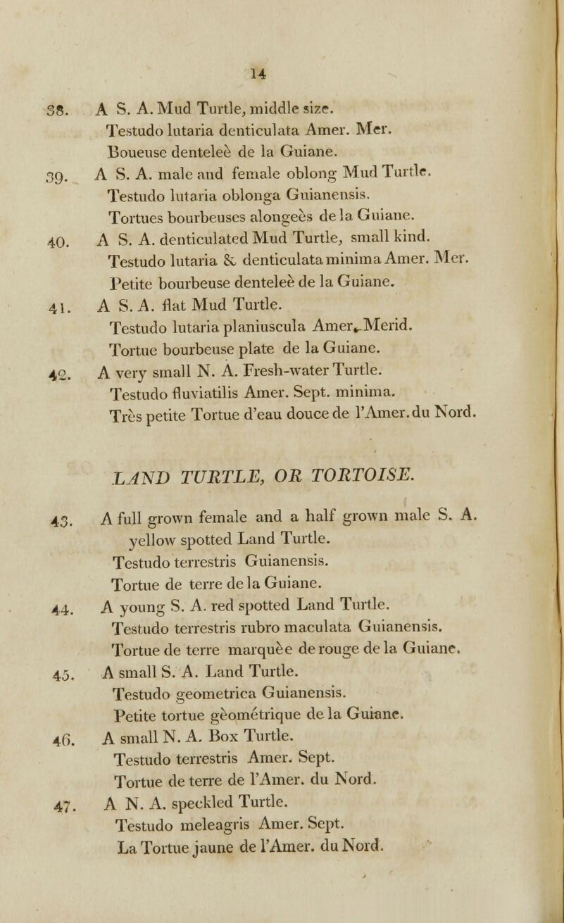 38. A S. A. Mud Turtle, middle size. Testudo lutaria dcnticulata Amer. Mer. Boueusc dentelee de la Guiane. 39. A S. A. male and female oblong Mud Turtle. Testudo lutaria oblonga Guianensis. Tortues bourbeuses alongees de la Guiane. 40. A S. A. denticulated Mud Turtle, small kind. Testudo lutaria & denticulata minima Amer. Mer. Petite bourbeuse dentelee de la Guiane. 41. A S. A. flat Mud Turtle. Testudo lutaria planiuscula Amer^Merid. Tortue bourbeuse plate de la Guiane. 42. A very small N. A. Fresh-water Turtle. Testudo fluviatilis Amer. Sept. minima. Tres petite Tortue d'eau douce de l'Amer. du Nord. LAND TURTLE, OR TORTOISE. 43. A full grown female and a half grown male S. A. yellow spotted Land Turtle. Testudo terrestris Guianensis. Tortue de terre de la Guiane. 44. A young S. A. red spotted Land Turtle. Testudo terrestris rubro maculata Guianensis. Tortue de terre marquee de rouge de la Guiane. 45. A small S. A. Land Turtle. Testudo geometrica Guianensis. Petite tortue geometrique dela Gurane. 46. A small N. A. Box Turtle. Testudo terrestris Amer. Sept. Tortue de terre de l'Amer. du Nord. 47. AN. A. speckled Turtle. Testudo meleagris Amer. Sept. La Tortue jaune de l'Amer. du Nord.