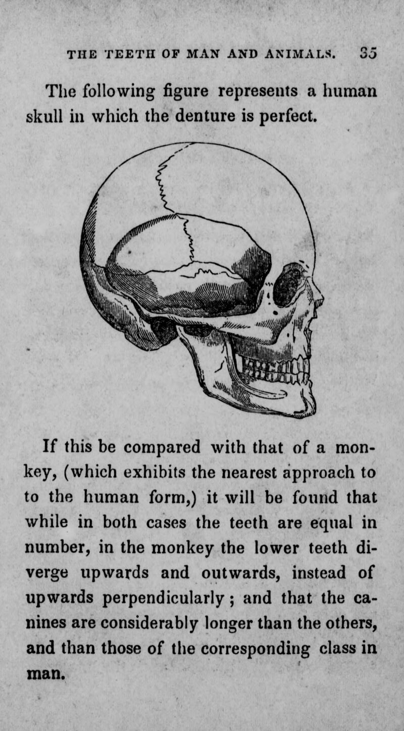 The following figure represents a human skull in which the denture is perfect. If this be compared with that of a mon- key, (which exhibits the nearest approach to to the human form,) it will be found that while in both cases the teeth are equal in number, in the monkey the lower teeth di- verge upwards and outwards, instead of upwards perpendicularly ; and that the ca- nines are considerably longer than the others, and than those of the corresponding class in man.