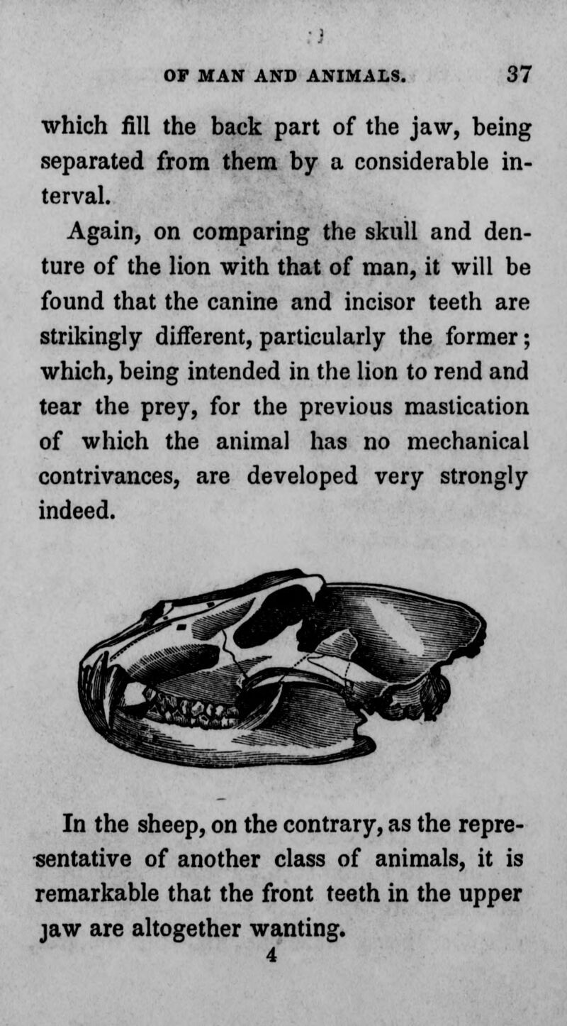 which fill the back part of the jaw, being separated from them by a considerable in- terval. Again, on comparing the skull and den- ture of the lion with that of man, it will be found that the canine and incisor teeth are strikingly different, particularly the former; which, being intended in the lion to rend and tear the prey, for the previous mastication of which the animal has no mechanical contrivances, are developed very strongly indeed. In the sheep, on the contrary, as the repre- sentative of another class of animals, it is remarkable that the front teeth in the upper jaw are altogether wanting.