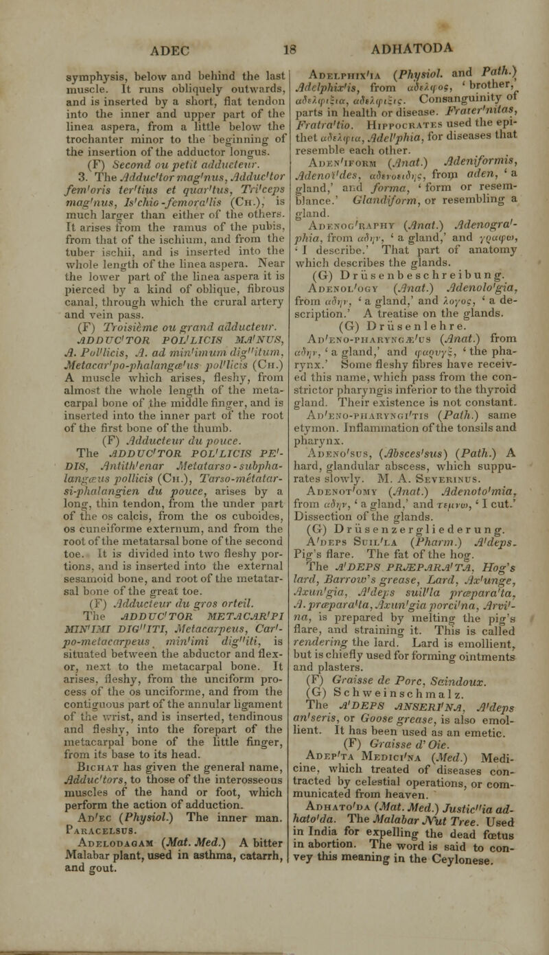 symphysis, below and beJiind the last muscle. It runs obliquely outwards, and is inserted by a short, flat tendon into the inner and upper part of the linea aspera, from a little belov/ the trochanter minor to the beginning of the insertion of the adductor longus. (F) Second ou petit adducteiir. 3. The Mduc'tor mag'nus, AdducHor fem'oris ter'tius et quar'tus, Tri'ceps mag'nus, Is'chic-femora'lis (Ch.), is much larger than either of the others. It arises from the ramus of the pubis, from that of the ischium, and from the tuber ischii, and is inserted into the whole length of the linea aspera. Near the lower part of the linea aspera it is pierced by a kind of oblique, fibrous canal, through which the crural artery and vein pass. (F) Troisitme ou grand adducteur. ADDUC'TOR POL'LICIS MA'NUS, Jl. Pul'licis, A. ad min'imum digitum. Metacar'po-phalangcB'us poVlicis (Cii.) A muscle which arises, fleshy, from almost the whole length of the meta- carpal bone of the middle finger, and is inserted into the inner part of the root of tlie first bone of the thumb. (F) Adducteur du pouce. The ADDUCTOR POL'LICIS PE'- DIS, Antith'enar Meiatarso ■ suhpha- langcr.us pollicis (Ch.), Tarso-metatar- si-phalangien du pouce, arises by a long, thin tendon, from the under part of the OS calcis, from the os cuboidos, OS cuneiforme externum, and from the root of the metatarsal bone of the second toe. It is divided into two fleshy por- tions, and is inserted into the external sesamoid bone, and root of the metatar- sal bone of the great toe. (F) Adducteur du gros ortcil. Tlie adductor' met agar'pi MIN>IMI DiaITI, Metacarpeus, Car'- po-metacarpeiis min'imi digiti, is situated between the abductor and flex- or, next to the metacarpal bone. It arises, fleshy, from the unciform pro- cess of the OS unciforme, and from the contiguous part of the annular ligament of the v.-rist, and is inserted, tendinous and fleshy, into the forepart of the metacarpal bone of the little finger, from its base to its head. BicHAT has given the general name, Mduc'tors, to those of the interosseous muscles of the hand or foot, which perform the action of adduction. Ad'ec (Physiol.) The inner man. Paracelsus. Adelodagam (Mat. Med.) A bitter Malabar plant, used in asthma, catarrh, and gout. Adelphix'ia (Physiol, and Path.) Adelphix'is, from viSt/.ifoe, ' brother, aSfXiptiia, aSe/.cpiiie. Consanguinity ol parts in health or disease. Frater'mtas, Fratra'tio. Hippocrates used the epi- thet «AtA<f la, AdeVphia, for diseases that resemble each other. Aden'iform (Anat.) Adeniformis, Adenoi'des, adtvoit^>,i, froiji aden, ' a gland,' and forma, ' form or resem- blance.' Glandiform, or resembling a gland. Adf.noc'raphy (Anat.) Adenogra'- phia, from uihjv, ' a gland,' and yQuipm, • I describe.' That part of anatomy which describes the glands. (G) Driisenbeschreibung. Adenol'ogy (Anat.) Adenolo'gia, from uS)]r, ' a gland,' and Ao/oc, ' a de- scription.' A treatise on the glands. (G) Driisenlehre. An'ENo-PHAKVNCjE'us (Anat.) from afhp, ' a. gland,' and (punvyi, ' the pha- rynx.' Some fleshy fibres have receiv- ed this name, which pass from the con- strictor pharyngis inferior to the thyroid gland. Their existence is not constant. Ad'eno-piiarvngi'tis (Path.) same etymon. Inflammation of the tonsils and pharynx. Adeno'sus, (Absces'sus) (Path.) A hard, glandular abscess, which suppu- rates slowly. M. A. Severinus. Adenot'omy (Anat.) Adenoto'mia, from ubijv, ' a gland,' and Tfinw, ' I cut.' Dissection of the glands. (G) Driisenzergliederung. A'deps Suil'la (Pharm.) A'deps. Pig's flare. The fat of the hog. The A'DEPS PRJEPARA'TA, Hog's lard, Barrow's grease, Laid, Ax'unge, Axun'gia, A'deps suil'la prapara'ta, A.prcBparaHa, Axun'giaporci'na, Arvi'- na, is prepared by melting the pig's flare, and straining it. This is called rendering the lard. Lard is emollient, but is chiefly used for forming ointments and plasters. (F) Graisse dc Pore, Saindoux. (G) Schweinschmalz. The A'DEPS ANSERfNA. A'deps an'seris, or Goose grease, is also emol- lient. It has been used as an emetic. (F) Graisse d'Oie. Adep'ta Medici'na (Med.) Medi- cine, which treated of diseases con- tracted by celestial operations, or com- municated from heaven. Adhato'da (Mat. Med.) Justicia ad- hato'da. The Malabar JVut Tree. Used in India for expelling the dead foetus m abortion. The word is said to con- vey this meaning in the Ceylonese