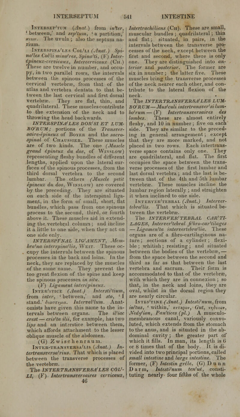 Intersep'tum {Anat.) from inter, ' between,' and sep'tum, * a partition,' xiu>r. The uvula ; also the septum na- rium. Interspina'lks Col'li (Anat.) Sjn- na'les ColUi mino'res, Spina'ti, (F) Inter- ^pineux-cervicuux, Intercervicaux (Cii.) These are twelve in number, and occu- py, in two parallel rows, the intervals between the spinous processes of the cervical vertebrse, from that of the atlas and vertebra dentata to that be- tween the last cervical and first dorsal vertebroB. They are fiat, thin, and quadrilateral. These muscles contribute to the extension of the neck and to throwing the head backwards. INTERSPINA'LES DOR'SI ET LVM- BO'RXJM; portions of the Transvcr- saire-cpincux of Boyer and the sacro- spinal of Chaussier. These muscles are of two kinds. The one (Muscle grand ipineux du dos, of Winslow) representing fleshy bundles of different lengths, applied upon the lateral sur- faces of the spinous processes, from the third dorsal vertebra to the second lumbar. The others (Muscle petit epineux du dos, Winslow) are covered by the preceding. They are situated on each side of the interspinal liga- ment, in the form of small, short, flat bundles, which pass from one spinous process to the second, third, or fourth above it. These muscles aid in extend- ing the vertebral column ; and incline it a little to one side, when they act on one side only. INTERSPINAL LIG'AMENT, Mcm- bra'na intcrspina'lis, Weit. These oc- cupy the intervals between the spinous processes in the back and loins, in the neck, they are replaced by the muscles of the same name. They prevent the too great flexion of the spine and keep the spinous processes in situ. (F) Ligament interepineux. Inter'stice (Jinat.) Inter sti'tium, from inter, ' between,' and sto, ' I stand.' Sianrijua. Interval'lum. Anat- omists have oiven tliis name to the in- tervals between organs. The il'iac crest — cris'ta iiii, for example, has two lips and an intsrstice between them, which affords attachment to the lesser oblique muscle of the abdomen. (G) Zwischenraum. Inter-transversa'lis (jinat.) In- tertransversa'rius. That which is placed between the transverse processes of the vertebrae. The INTERTRANaVERSA'LES COL'- LI, (F) Intertransversaires cervicaux, 46 Intcrtracheliens (Ch). These axe small, muscular bundles ; quadrilateral; thin and flat; situated, in pairs, in the intervals between the transverse pro- cesses of the neck, except between the first and second, where there is only one. They are distinguislied into an- terior and posterior. The former are six in number ; the latter five. These muscles bring the transverse processes of the neck nearer each other, and con- tribute to the lateral flexion of the neck. The INTERTRANSVERSA'LES LUM- BO'RUM—Mus'culi intertransver'si lum- bo'rum — (F) Intertransversaires des lomhes. These are almost entirely fleshy, and 10 in number; five on each side. They are similar to the preced- ing in general arrangement; except that they are more marked, and not placed in two rows. Each intertrans- verse space contains only one. They are quadrilateral, and flat. The first occupies the space between the trans- verse processes of the first lumbar and last dorsal vertebra; and the last is be- tween that of the 4th and 5th lumbar vertebree. These muscles incline the lumbar region laterally ; and straighten it when inclined to one side. Interver'tebral (Anat.) Interver- tchra'lis. That which is situated be- tween the vertebrffi. The INTERVER'TEBRAL CAR'TI- LAGES, Interver'tebral Ji'bro-car'tilages — Ligamen'ta intervertebra'lia. These organs are of a fibro-cartilaginous na- ture ; sections of a cylinder; flexi- ble ; whitish ; resisting ; and situated between the bodies of the vertebrae,— from the space between the second and third as far as that between the last vertebra and sacrum. Their form is accommodated to that of the vertebrse, with which they are in connexion ; so that, in the neck and loins, they are oval, whilst in the dorsal region they are nearly circular. Intes'tine (Anat.) Intesti'num, from in'tus, 'within,' ivTtQov,-Out, ryjdvtot, JVedy'ion, Pan'tices (pi.) A musculo- membranous canal, variously convo- luted, which extends from the stomach to the anus, and is situated in the ab- dominal cavity; the greater part of which it fills. In man, its length is G or 8 times that of the body. It is di- vided into two principal portions, called small intestine and large intestine. The former, (F) Intestin grele, (G) Dunn D a r m, Intesti'num ten'ue, consti- tuting nearly- four fifths of the whole