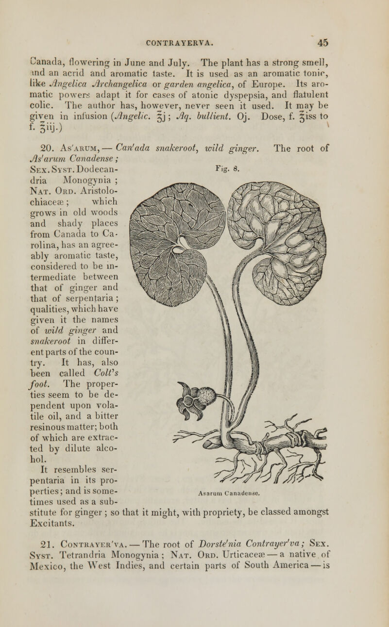 Canada, flowering in June and July. The plant has a strong smell, md an acrid and aromatic taste. It is used as an aromatic tonic, like Angelica Archangelica or garden angelica, of Europe. Its aro- matic powers adapt it for cases of atonic dyspepsia, and flatulent colic. The author has, however, never seen it used. It may be given in infusion [Angelic, ^j; *%• bullient. Oj. Dose, f. ^iss to 20. As'arum,— Can'ada snakeroot, wild ginger. The root of As'arum Canadense; SEX.SwsT.Dodecan- Fig. s. dria Monogynia ; Nat. Ord. Aristolo- chiacese; which grows in old woods and shady places from Canada to Ca- rolina, has an agree- ably aromatic taste, considered to be in- termediate between that of ginger and that of serpentaria; qualities, which have given it the names of wild ginger and snakeroot in differ- ent parts of the coun- try. It has, also been called Coifs foot. The proper- ties seem to be de- pendent upon vola- tile oil, and a bitter resinous matter; both of which are extrac- ted by dilute alco- hol. It resembles ser- pentaria in its pro- perties ; and is Some- Asarum Canadense. times used as a sub- stitute for ginger ; so that it might, with propriety, be classed amongst Excitants. 21. Contraykr'va. — The root of Dorste'nia Contrayer'va; Sex. Syst. Tetrandria Monogynia; Nat. Ord. Urticacese— a native of Mexico, the West Indies, and certain parts of South America — is