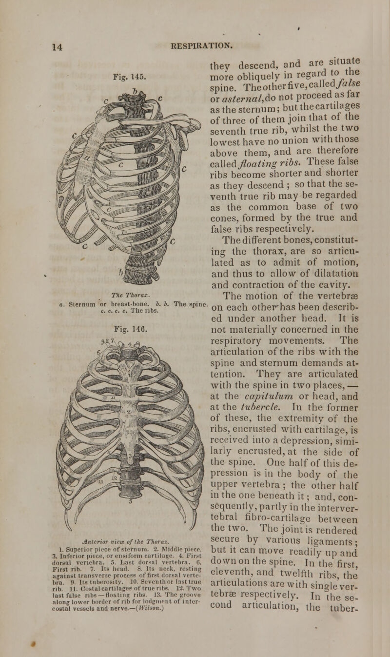 The Thorax. a. Slernum or breast-hone. b. b. The spine c. c. c. c. The ribs. Fig. 146. Anterior view of the Thorax. 1. Superior piece of sternum. 2. Middle piece. 3. Inferior piece, or ensiforin cartilage. 4. First dorsal verielira. 5. Last dorsal vertebra. C>. First rib. 7. Its head. 8. Its neck, resting against transverse process of first dorsal verte- bra. 9. Its tuberosity. 10. Seventh or last true rib. 11. Costal cartilages of true rilis. 12. Two last false ribs —floating ribs. 13. The groove along lower border of rib for lodgment of inter- costal vessels and nerve.—(Wilson.) they descend, and are situate more obliquely in regard to the spine. Theoiherfive,callcd/fl/« or asternal,^ not proceed as far as the sternum; but the cartilages of three of them join that of the seventh true rib, whilst the two lowest have no union with those above them, and are therefore called floating ribs. These false ribs become shorter and shorter as they descend ; so that the se- venth true rib may be regarded as the common base of two cones, formed by the true and false ribs respectively. The different bones, constitut- ing the thorax, are so articu- lated as to admit of motion, and thus to allow of dilatation and contraction of the cavity. The motion of the vertebras on each otherhas been describ- ed under another head. It is not materially concerned in the respiratory movements. The articulation of the ribs with the spine and sternum demands at- tention. They are articulated with the spine in two places,— at the capitulum or head, and at the tubercle. In the former of these, the extremity of the ribs, encrusted with cartilage, is received into a depression, simi- larly encrusted, at the side of the spine. One half of this de- pression is in the body of the upper vertebra ; the other half in the one beneath it; and, con- sequently, partly in the interver- tebral fibro-cartilage between the two. The johuis rendered secure by various ligaments- but it can move readily up and down on the spine. In the first eleventh, and twelfth ribs, the articulations are with sino-|eVer- tebrae respectively. In Ihe se- cond articulation, the tuber-