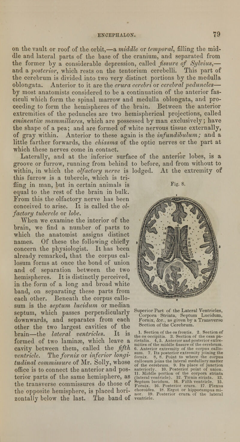 Fig. 8. on the vault or roof of the orbit,—a middle or temporal, filling the mid- dle and lateral parts of the base of the cranium, and separated from the former by a considerable depression, called fissure of Sylvius,— and a posterior, which rests on the tentorium cerebelli. This part of the cerebrum is divided into two very distinct portions by the medulla oblongata. Anterior to it are the crura cerebri or cerebral peduncles— by most anatomists considered to be a continuation of the anterior fas- ciculi which form the spinal marrow and medulla oblongata, and pro- ceeding to form the hemispheres of the brain. Between the anterior extremities of the peduncles are two hemispherical projections, called eminentix mammillares, which are possessed by man exclusively; have the shape of a pea; and are formed of white nervous tissue externally, of gray within. Anterior to these again is the infundibulum; and a little farther forwards, the chiasma of the optic nerves or the part at which these nerves come in contact. Laterally, and at the inferior surface of the anterior lobes, is a groove or furrow, running from behind to before, and from without to within, in which the olfactory nerve is lodged. At the extremity of this furrow is a tubercle, which is tri- fling in man, but in certain animals is equal to the rest of the brain in bulk. From this the olfactory nerve has been conceived to arise. It is called the ol- factory tubercle or lobe. When we examine the interior of the brain, we find a number of parts to which the anatomist assigns distinct names. Of these the following chiefly concern the physiologist. It has been already remarked, that the corpus cal- losum forms at once the bond of union and of separation between the two hemispheres. It is distinctly perceived, in the form of a long and broad white band, on separating these parts from each other. Beneath the corpus callo- sum is the septum lucidum or median septum, which passes perpendicularly downwards, and separates from each other the two largest cavities of the brain—the lateral ventricles. It is formed of two laminae, which leave a cavity between them, called the fifth ventricle. The fornix or inferior longi- tudinal commissure of Mr. Solly, whose ^—Jjj-ft.KpTaceS^SSS Office is tO Connect the anterior and pOS- anteriorly. lO. Posterior point of union. „ , i • i 11- Middle portion ot the corpora striata teriOl* parts 01 the Same nemiSpnere, aS (lateral ventricle). 12. Ttenia striata. 13. the transverse commissures do those of Sffi 1tfipSJte,J^S%£ the opposite hemisphere, is placed hori- *««.. *^££T£?i*£* zontally below the last. The band 01 ventricle. Superior Part of the Lateral Ventricles, Corpora Striata, Septum Lucidum, Fornix, &c, as given by a Transverse Section of the Cerebrum. 1. Section of the os frontis. 2. Section of the os occipitis. 3. Section of the ossa pa- rietalia. 4,5. Anterior and posterior extre- mities of the middle fissure of the cerebrum. 6. Anterior extremity of the corpus callo- sum. 7. Its posterior extremity joining the fornix. 8, 8. Point to where the corpus