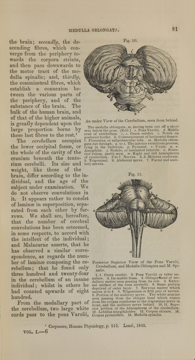 the brain; secondly, the de- scending fibres, which con- verge from the periphery to- wards the corpora striata, and then pass downwards to the motor tract of the me- dulla spinalis; and, thirdly, the commissural fibres, which establish a connexion be- tween the various parts of the periphery, and of the substance of the brain. The bulk of the human brain, and of that of the higher animals, is greatly dependent upon the large proportion borne by these last fibres to the rest.1 Fig. 10. Fig. 11. An under View of the Cerebellum, seen from behind. The medulla oblongata, m, having been cut off a short way below the pons. (Reil.) c. Pons Varolii, d. Middle cms of cerebellum, e, e. Crura cerebri, i. Notch on posterior border, k. Commencement of horizontal fissure. The Cerebellum OCCUpieS I- Flocculus, or subpeduncular lobe. m. Medulla oblon- . . , „ r gata cut through, g. to s. The inferior vermiform process, the lower OCCipital I0SS33, Or lying in the vallecula, p. Pyramid, r. Uvula, re, n. , i lip xl, *i. r j.1. Amygdala;. 5. Nodule, or laminated tubercle, x. Poste- the Whole OI tlie Cavity Ot the rior velum, partly seen. iv. Right and left hemispheres nvnTiiiiTn ViPTiPirri trip TPnrn- of cerebellum. 3 to 7. Nerves. 3, 3. Motores oculorum. Cranium Deneatn tne_ tentO- 5 Trigeminal. 6. Abducent nerve. 7. Facial and audi- rium cerebelli. Its size and tory nerves. weight, like those of the brain, differ according to the in- dividual, and the age of the subject under examination. We do not observe convolutions in it. It appears rather to consist of laminae in superposition, sepa- rated from each other by fur- rows. We shall see, hereafter, that the number of cerebral convolutions has been esteemed, in some respects, to accord with the intellect of the individual; and Malacarne asserts, that he has observed a similar corre- spondence, as regards the num- ber of laminOB Composing the Ce- Posterior Superior View of the Pons Varolii, rebellum; that he found only ^rebeUum, and Medulla Oblongata and M.Spi- three hundred and twenty-four 1; x Crura cerebri. 2. Pons Varolii or tuber an- in tLo r>prphpllnm nf in insane nulare. 3. Its middle fossa. 4. Oblique^and of me- in the CereDellUm OI an insane duUarv matter seen passing from its side. 5. Exter- individnal ■ whilst in Others he nal surface of the eras cerebelli. 6. Same portion maiViauai, WIlllSl m UUICIS UC deprived of outer layer. 7. Nervous matter which had COUnted Upwards OI eight unites it to 4. 8. Trigeminus or fifth pair of nerves. rii r 9. Portion of the auditory nerve. The white neurine hundred.. seen passing from the oblique band which comes RVnm +ha mprlnlli rv narr of from the corpus restiforme to the trigeminus nerve in J?rOm the medullary pait OI fn)Ilt) and th'e auditory nerve behind. 10, ll. Supe- the Cerebellum, tWO large white rior portion of the hemispheres of the cerebellum. . '. °_, ,.. 12. Lobulus amygdaloides. 13. Corpus olivare. 14. COl'dS paSS tO the pons Varolii, Corpus pyramicl'ale. 15. Medulla spinalis. 1 Carpenter, Human Physiology, p. 215. Lond., 1842. VOL. I.—6