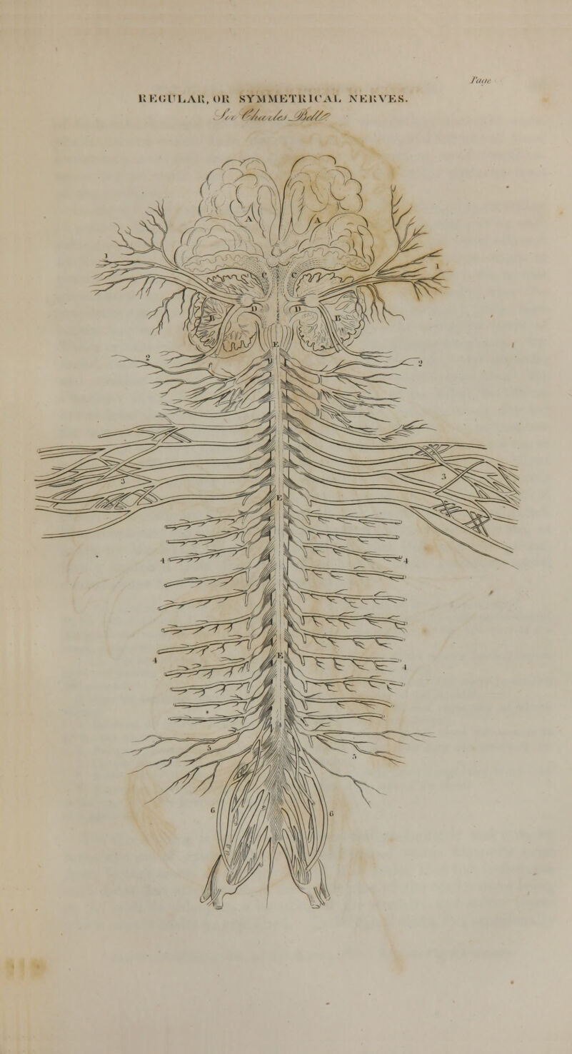 REGULAR, OR SYMMETRICAL NERVES.