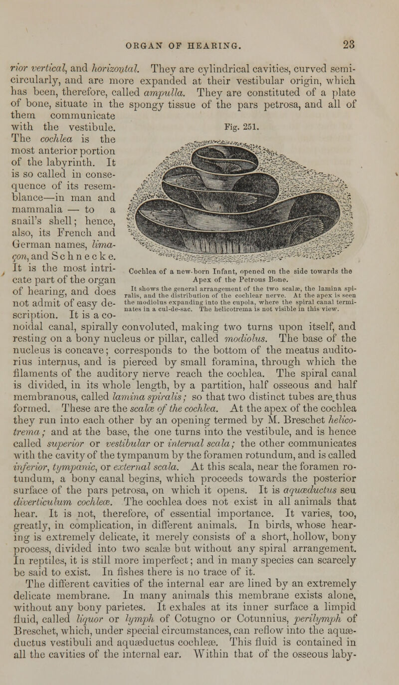 Cochlea of a new-born Infant, opened on the side towards the Apex of the Petrous Bone. It shows the general arrangement of the two scalae, the lamina spi- ralis, and the distribution of the cochlear nerve. At the apex is seen the modiolus expanding into the cupola, where the spiral canal termi- nates in a cul-de-sac. The helicotrema is not visible in this view. nor vertical, and horizontal. They are cylindrical cavities, curved semi- circularly, and are more expanded at their vestibular origin, which has been, therefore, called ampulla. They are constituted of a plate of bone, situate in the spongy tissue of the pars petrosa, and all of them communicate with the vestibule. Fig- 251. The cochlea is the most anterior portion of the labyrinth. It is so called in conse- quence of its resem- blance—in man and mammalia — to a snail's shell; hence, also, its French and German names, lima- con,and Schnecke. It is the most intri- cate part of the organ of hearing, and does not admit of easy de- scription. It is a co- noidal canal, spirally convoluted, making two turns upon itself, and resting on a bony nucleus or pillar, called modiolus. The base of the nucleus is concave; corresponds to the bottom of the meatus audito- rius internus, and is pierced by small foramina, through which the filaments of the auditory nerve reach the cochlea. The spiral canal is divided, in its whole length, by a partition, half osseous and half membranous, called lamina spiralis; so that two distinct tubes are.thus formed. These are the scakz of the cochlea. At the apex of the cochlea they run into each other by an opening termed by M. Breschet helico- trema ; and at the base, the one turns into the vestibule, and is hence called superior or vestibular or internal scala; the other communicates with the cavity of the tympanum by the foramen rotundum, and is called inferior, tympanic, or external scala. At this scala, near the foramen ro- tundum, a bony canal begins, which proceeds towards the posterior surface of the pars petrosa, on which it opens. It is aquazductus seu diverticulum cochlea*,. The cochlea does not exist in all animals that hear. It is not, therefore, of essential importance. It varies, too, greatly, in complication, in different animals. In birds, whose hear- ing is extremely delicate, it merely consists of a short,.hollow, bony process, divided into two scalas but without any spiral arrangement. In reptiles, it is still more imperfect; and in many species can scarcely be said to exist. In fishes there is no trace of it. The different cavities of the internal ear are lined by an extremely delicate membrane. In many animals this membrane exists alone, without any bony parietes. It exhales at its inner surface a limpid fluid, called liquor or lymph of Cotugno or Cotunnius, perilymph of Breschet, which, under special circumstances, can reflow into the aquas- ductus vestibuli and aquaeductus cochleaa. This fluid is contained in all the cavities of the internal ear. Within that of the osseous laby-