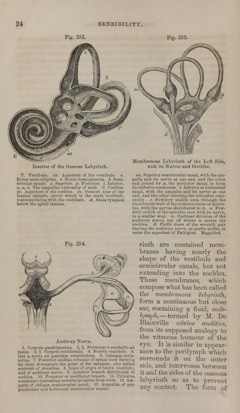 Fig. 252. Fig. 253. Interior of the Osseous Labyrinth. V. Vestibule, av. Aqueduct of the vestibule, o. Fovea semi-elliptica. r. Fovea hemispherica. S. Semi- circular canals, s. Superior, p. Posterior. {.Inferior, n, a, a. The ampullar extremity of each. C. Cochlea. ac. Aqueduct of the cochlea, sv. Osseous zone of tho lamina spiralis, above which is the scala vestibuli, communicating with the vestibule, st. Scala tympaui below the spiral lamiua. Fig. 254. Auditory Nerve. 1. Corpora quadrigemina. 2, 2. Processus e cerebello ad testes. 3, 3. Corpora restiformia. 4. Fourth ventricle. 5. Iter a tertio ad quartum ventriculum. 6. Calamus scrip- torius. 7. Posterior median columns of spinal cord forming by their divergence the point of the calamus, also called ventricle of Arantius. 8. Lines of origin of fourth ventriole, and of auditory nerve. 9. Anterior branch distributed to cochlea. 10. Posterior or vestibular branch. 11. Utriculus communis concealing sacculus proprius from view. 12. Am- pulla of oblique semicircular canal. 18. Ampulla of per- pendicular and horizontal semicircular canals. Membranous Labyrinth of tho Left Side, with its Nerves and Otoliths. mi. Superior semicircular canal, with the am- pulla and its nerve at one end, and the other end joined by p, the posterior canal, to form thetidnthcs communis, i. Inferior or horizontal canal, with the ampulla and its nerve at one end, and the other entering the utriculus sepa- rately. C. Powdery otolith seen through the translucent wall of the common sinus or utricu- lus, with the nerves distributed to it. s. Pow- dery otolith of the sacculus seen with its nerve, in a similar way. n. Cochlear division of the auditory nerve, cut off where it enters the cochlea, d. Porfin dura of the seventh pair leaving the auditory nerve, or porti<> mollis, to enter the aqueduct of Fallopius. magnified. rinth are contained mem- branes having nearly the shape of the vestibule and semicircular canals, but not extending into the cochlea. These membranes, which compose what has been called the membranous labyrinth, form a continuous but close sac, containing a fluid, endo- lymph,—termed by M. De Blainville vitrine auditive, from its supposed analogy to the vitreous humour of the eye. It is similar in appear- ance to the peritymph which surrounds it on the outer side, and intervenes between it and the sides of the osseous labyrinth so as to prevent any contact. The form of