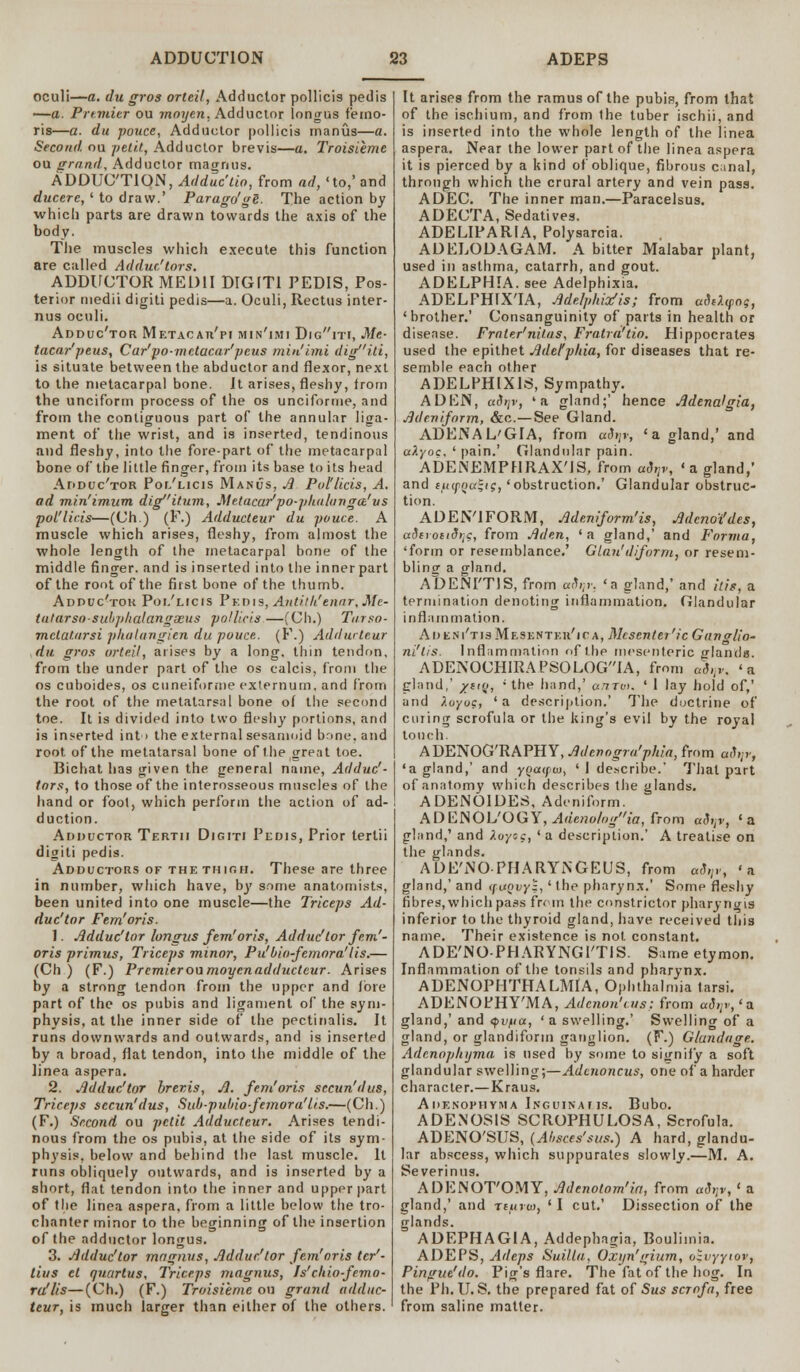 oculi—a. du gros orteil, Adductor pollicis pedis —a. Premier ou moyen, Adductor longus femo- ris—a. du pouce, Adductor pollicis manus—a. Second ou petit, Adductor brevis—a. Troisieme ou grand. Adductor magnus. ADDUCTION, Adduc'tio, from ad, 'to,' and ducere, ' to draw.' Parago'ge. The action by which parts are drawn towards the axis of the body. The muscles which execute this function are called Adduc/tors. ADDUCTOR MED1I DIGIT1 PEDIS, Pos- terior medii digiti pedis—a. Oculi, Rectus inter- nus oculi. Adduc'tor Metacar'pi min'imi DiGiTr, Me- tacar'peus, Car' po- mctacar' pcus min'imi digiti, is situate between the abductor and flexor, next to the metacarpal bone. It arises, fleshy, from the unciform process of the os unciforme, and from the contiguous part of the annular liga- ment of the wrist, and is inserted, tendinous and fleshy, into the fore-part of the metacarpal bone of the little finger, from its base to its head Adduc'tor Poi/licis Manus, A Pollicis, A. ad min'imum digitnm, Metacar'po-pkolunga'us pol'licis—(Ch.) (F.) Adducteur du pouce. A muscle which arises, fleshy, from almost the whole length of the metacarpal bone of the middle finger, and is inserted into the inner part of the root of the first bone of the thumb. Adpuc'tok Poi/licis Pedis, Antilh'ennr, Me- tatarsosuhphulangseus pollicis.—(Ch.) Torso- metatarsi phalungien du pouce. (F.) Addwteur du gros orteil, arises by a long, thin tendon, from the under part of the os calcis, from the os cuboides, os cuneiforme externum, and from the root of the metatarsal bone of the second toe. It is divided into two fleshy portions, and is inserted into the external sesamoid bone, and root of the metatarsal bone of the great toe. Bichat has given the general name, Adduc'- tors, to those of the interosseous muscles of the hand or foot, which perforin the action of ad- duction. Adductor Tertii Digiti Pedis, Prior tertii digiti pedis. Adductors of the thigh. These are three in number, which have, by some anatomists, been united into one muscle—the Triceps Ad- duc'tor Fern'oris. I. Adduc'tor longus fern'oris, Adduc'tor fem'- oris primus, Triceps minor, Pu''bio-femora lis.— (Ch ) (F.) Premier ou moycnadducteur. Arises by a strong tendon from the upper and fore part of the os pubis and ligament of the sym- physis, at the inner side of the pectinalis. It runs downwards and outwards, and is inserted by a broad, flat tendon, into the middle of the linea aspera. 2. Adduc'tor breris, A. fern'oris sccun'dus, Triceps sccun'dus, Sub-pubio-femora'lis.—(Ch.) (F.) Second ou petit Adducteur. Arises tendi- nous from the os pubis, at the side of its sym- physis, below and behind the last muscle. It runs obliquely outwards, and is inserted by a short, flat tendon into the inner and upper part of the linea aspera, from a little below the tro- chanter minor to the beginning of the insertion of the adductor longus. 3. Adduc'tor magnus, Adduc'tor fern'oris tcr'- tius et quartus. Triceps magnus, Is'chio-femo- ra'lis—(Ch.) (F.) Troisieme ou grand adduc- teur, is much larger than either of the others. It arises from the ramus of the pubis, from that of the ischium, and from Ihe tuber ischii, and is inserted into the whole length of the linea aspera. Near the lower part of the linea aspera it is pierced by a kind of oblique, fibrous canal, through which the crural artery and vein pass. ADEC. The inner man.—Paracelsus. ADECTA, Sedatives. ADELIPARIA, Polysarcia. ADELODAGAM. A bitter Malabar plant, used in asthma, catarrh, and gout. ADELPHIA. see Adelphixia. ADELFHIX'IA, Adelphiafis; from aiiXyoq, 'brother.' Consanguinity of parts in health or disease. Frater'nit.us, Fratra'tio. Hippocrates used the epithet Adetphia, for diseases that re- semble each other ADELPHIX1S, Sympathy. ADEN, adtjv, 'a gland;' hence Adenalgia, Adeniform, &c.— See Gland. ADENAL'GIA, from aStjv, 'a gland,' and aXyoc. ' pain.' Glandular pain. ADENEMPHRAX'IS, from adijv, 'a gland,' and tfiipQu^tg, 'obstruction.' Glandular obstruc- tion. ADEN'IFORM, Adeniform'is, Adcnot'des, ucTfioitdijg, from Aden, 'a gland,' and Forma, 'form or resemblance.' Glan'diform, or resem- bling a gland. ADENITIS, from «-V- 'a gland,' and hit, a termination denoting inflammation. Glandular inflammation. Adeni'tisMesknteu'ica, Mesenteric Ganglio- ni'lis. Inflammation of the mesenteric glands. ADENOCHIRAPSOLOG'IA, from aSnv. 'a gland,' /ttQ, 'the hand,' amvt. ' 1 lay hold of,' and Zoyug, 'a description.' The doctrine of curing scrofula or the king's evil by the royal touch. ADENOG'RAPHY, Adenogra'phia, from a3„r, 'a gland,' and yoaipvi, 'I describe.' That part of anatomy which describes the glands. ADENOIDES, Adeniform. ADENOL'OGY, Adenologia, from aSrtv, 'a gland,' and Zoycc, ' a description.' A treatise on the glands. ADE'NO PHARYNGEUS, from «<V, 'a gland,' and <fitovy;,' the pharynx.' Some fleshy fibres,which pass from the constrictor pharynois inferior to the thyroid gland, have received this name. Their existence is not constant. ADE'NO-PHARYNGI'TIS. Same etymon. Inflammation of the tonsils and pharynx. ADENOPHTHALM1A, Ophthalmia tarsi. ADENOPHY'MA, Adenon'cus: from adqv, 'a gland,' and <pvfia, 'a swelling.' Swelling of a gland, or glandiform ganglion. (F.) Glandage. Adenophyma is used by some to signify a soft glandular swelling;—Adcnoncus, one of a harder character.— Kraus. Adenophyma Inguinams. Bubo. ADENOSIS SCROPHULOSA, Scrofula. ADENO'SUS, (Absces'sus.) A hard, glandu- lar abscess, which suppurates slowly.—M. A. Severinus. ADENOT'OMY, Adenotom'ia, from «<V, < a gland,' and Tturto, 'I cut.' Dissection of the glands. ADEPHAGIA, Addephagia, Boulimia. ADEPS, Adeps Suilla, Oxyn'gium, oivyytov, Pingue'do. Pig's flare. The fat of the hog. In the Ph. U.S. the prepared fat of Sus scrofa, free from saline matter.