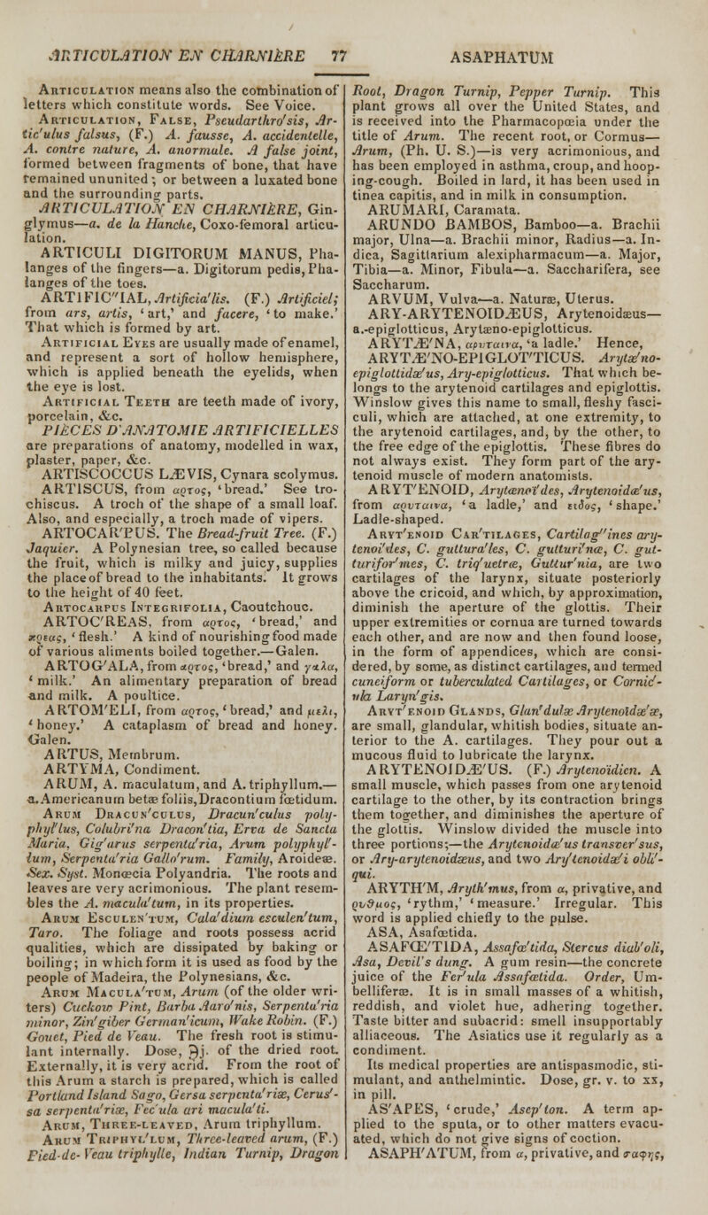 Articulation means also the combination of letters which constitute words. See Voice. Articulation, False, Pseudarthro'sis, Ar- tic'ulus falsus, (F.) A. fausse, A. accidentdle, A. contre nature, A. anormule. A false joint, formed between fragments of bone, that have remained ununited ; or between a luxated bone and the surrounding parts. ARTICULATION EN CHARNlkRE, Gin- glymus—a. de la Hanche, Coxo-femoral articu- lation. ARTICULI DIGITORUM MANUS, Pha- langes of the fingers—a. Digitorum pedis, Pha- langes of the toes. ARTIFICIAL, Artificia'lis. (F.) Artificiel; from ars, artis, ' art,' and facere, ' to make.' That which is formed by art. Artificial Eyes are usually made of enamel, and represent a sort of hollow hemisphere, which is applied beneath the eyelids, when the eye is lost. Artificial Teeth are teeth made of ivory, porcelain, &c. PltCES DANATOMIE ART1FICIELLES are preparations of anatomy, modelled in wax, plaster, paper, &c. ARTISCOCCUS L^EVIS,Cynara scolymus. ART1SCUS, from aqrog, 'bread.' See tro- chiscus. A troch of the shape of a small loaf. Also, and especially, a troch made of vipers. ARTOCAR'EUS. The Bread-fruit Tree. (F.) Jaquier. A Polynesian tree, so called because the fruit, which is milky and juicy, supplies the place of bread to the inhabitants. It grows to the height of 40 feet. Artocarpus Integrifolia, Caoutchouc. ARTOC'REAS. from uqtos, 'bread,' and xotug, 'flesh.' A kind of nourishing food made of various aliments boiled together.— Galen. ARTOG'ALA, from uorog, 'bread,' and y-*.lu, ' milk.' An alimentary preparation of bread and milk. A poultice. ARTOM'ELI, from goto?, < bread,' and peJU, ' honey.' A cataplasm of bread and honey. Galen. ARTUS, Mernbrum. ARTYMA, Condiment. ARUM, A. maculatum, and A. triphyllum.— a.Americanum beta3foliis,Dracontium foetidum. Arum Dracun'culus, Dracun'culus poly- phyl'lus, Colubri'na Dracon'tia, Erva de Sancta Maria. Gig'arus scrpenta'ria, Arum polypltyl''- ium, Scrpenta'ria Gallo'rum. Family, Aroidea?. Sex. Syst. Monoecia Polyandria. The roots and leaves are very acrimonious. The plant resem- bles the A. macula'tum, in its properties. Arum Esculen'tum, Cala'dium esculen'tum, Taro. The foliage and roots possess acrid qualities, which are dissipated by baking or boiling; in which form it is used as food by the people of Madeira, the Polynesians, &c. Arum Macula'tum, Arum (of the older wri- ters) Cuckow Pint, BarbaAaro'nis, Serpenta'ria minor, Zin'giber German'icum, Wake Robin. (F.) Gouet, Pied de Veau. The fresh root is stimu- lant internally. Dose, h)j. of the dried root. Externally, it is very acrid. From the root of this Arum a starch is prepared, which is called Portland Island Sago, Gersa serpcnta'rise, Cerus1- sa serpentu'rix, Fec'ula ari macula'ti. Arum, Three-leaved, Arum triphyllum. Arum Triphyl'lum, Three-leaved arum, (F.) Fied-dc- Veau tripliylle, Indian Turnip, Dragon Root, Dragon Turnip, Pepper Turnip. This plant grows all over the United States, and is received into the Pharmacopoeia under the title of Arum. The recent root, or Cormus— Arum, (Ph. U. S.)—is very acrimonious, and has been employed in asthma, croup, and hoop- ing-cough. Boiled in lard, it has been used in tinea capitis, and in milk in consumption. ARUMAR1, Caramata. ARUNDO BAMBOS, Bamboo—a. Brachii major, Ulna—a. Brachii minor, Radius—a. In- dica, Sagittarium alexipharmacum—a. Major, Tibia—a. Minor, Fibula—a. Saccharifera, see Saccharum. ARVUM, Vulva—a. Naturae, Uterus. ARY-ARYTENOID./EUS, Arytenoidseus— a.-epiglotticus, Arytasno-epiglolticus. ARYT^E'NA, upv.Taiva, 'a ladle.' Hence, ARYT.E'NO-EPIGLOT'TICUS. Arytslno- epiglottidas'us, Ary-epig/otticus. That which be- longs to the arytenoid cartilages and epiglottis. Winslow gives this name to small, fleshy fasci- culi, which are attached, at one extremity, to the arytenoid cartilages, and, by the other, to the free edge of the epiglottis. These fibres do not always exist. They form part of the ary- tenoid muscle of modern anatomists. A R YT'ENOID, Arytanel'des, Arytenoids'us, from aqvTuua, 'a ladle,' and udog, 'shape.' Ladle-shaped. Arvt'enoid Car'tilages, Cartilagines ary- tenoi'des, C. guttura'/es, C. gutturi'na, C. gut- turifor'mes, C. triq'uetroe, Guttur'nia, are two cartilages of the larynx, situate posteriorly above the cricoid, and which, by approximation, diminish the aperture of the glottis. Their upper extremities or cornuaare turned towards each other, and are now and then found loose, in the form of appendices, which are consi- dered, by some, as distinct cartilages, and termed cuneiform or tuberculated Cartilages, or Cornid- nh Laryn'gis. Aryt'enoid Glands, Glan'dulse Arijtenoldse'se, are small, glandular, whitish bodies, situate an- terior to the A. cartilages. They pour out a mucous fluid to lubricate the larynx. ARYTENOID^E'US. (F.) Arylenoidien. A small muscle, which passes from one arytenoid cartilage to the other, by its contraction brings them together, and diminishes the aperture of the glottis. Winslow divided the muscle into three portions;—the Arytenoids'us transver'sus, or Ary-arytenoidasus, and two Ari/tenoidse'i oblif- qui. ARYTH'M, Aryth'mus, from a, privative, and ovduog, 'rythm,' 'measure.' Irregular. This word is applied chiefly to the pulse. ASA, Asafoetida. ASAFGE'TIDA, Assafcc'tida, Stercus diuh'oli, Asa, Devil's dung. A gum resin—the concrete juice of the Fer'ula Assafastida. Order, Um- bellifera?. It is in small masses of a whitish, reddish, and violet hue, adhering together. Taste bitter and subacrid: smell insupportably alliaceous. The Asiatics use it regularly as a condiment. Its medical properties are antispasmodic, sti- mulant, and anthelmintic. Uose, gr. v. to xx, in pill. AS'APES, 'crude,' Ascp'ton. A term ap- plied to the sputa, or to other matters evacu- ated, which do not give signs of coction. ASAPH'ATUM, from a, privative, and trayi^g,