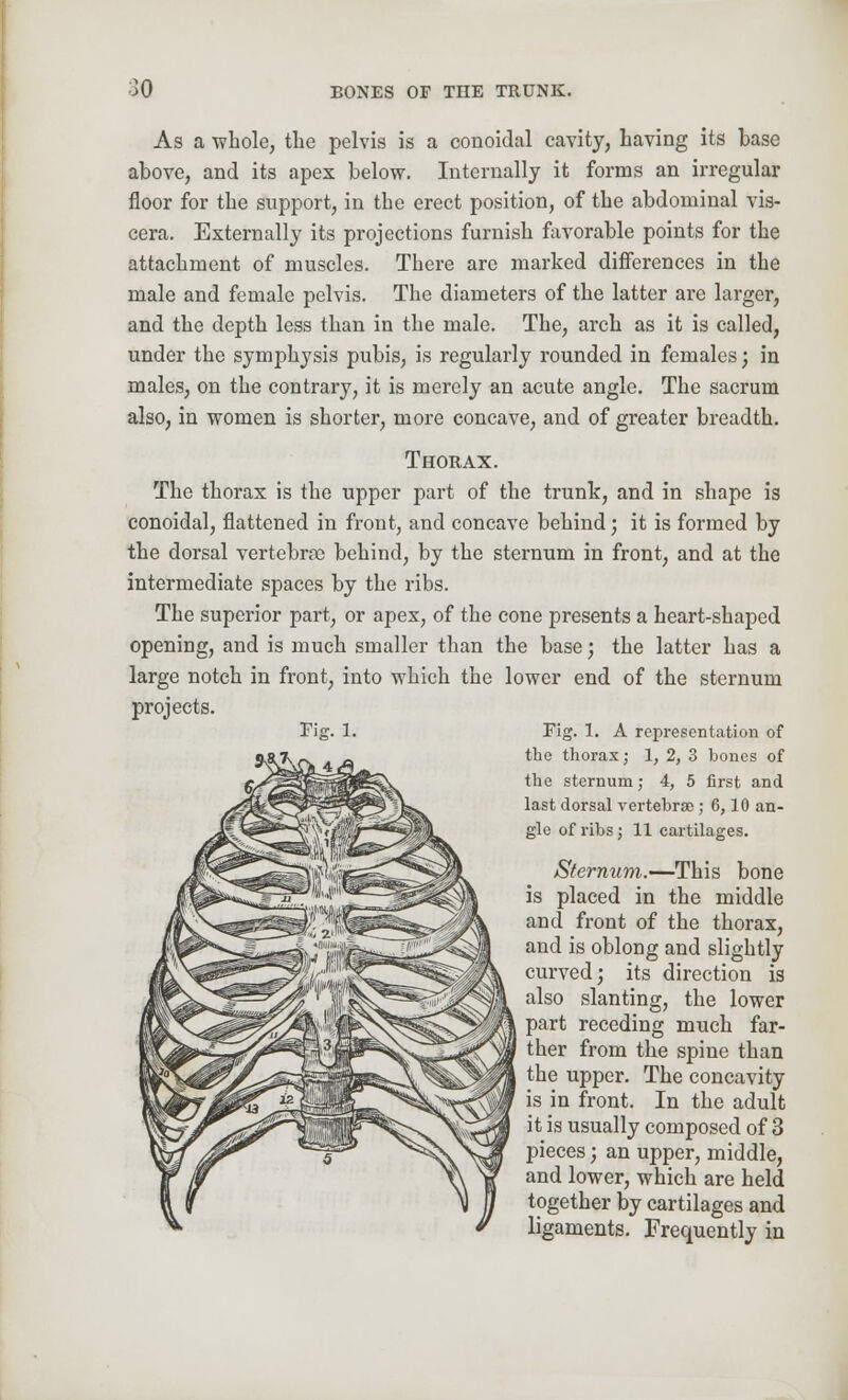 As a whole, the pelvis is a conoidal cavity, having its base above, and its apex below. Internally it forms an irregular floor for the support, in the erect position, of the abdominal vis- cera. Externally its projections furnish fivorable points for the attachment of muscles. There are marked differences in the male and female pelvis. The diameters of the latter are larger, and the depth less than in the male. The, arch as it is called, under the symphysis pubis, is regularly rounded in females; in males, on the contrary, it is merely an acute angle. The sacrum also, in women is shorter, more concave, and of greater breadth. Thorax. The thorax is the upper part of the trunk, and in shape is conoidal, flattened in front, and concave behind; it is formed by the dorsal vertebras behind, by the sternum in front, and at the intermediate spaces by the ribs. The superior part, or apex, of the cone presents a heart-shaped opening, and is much smaller than the base; the latter has a large notch in front, into which the lower end of the sternum projects. Fig. 1. Pig. 1. A representation of the thorax; 1, 2, 3 bones of the sternum; 4, 5 first and last dorsal vertebras; 6,10 an- gle of ribs; 11 cartilages. Sternum.—This bone is placed in the middle and front of the thorax, and is oblong and slightly curved; its direction is also slanting, the lower part receding much far- ther from the spine than the upper. The concavity is in front. In the adult it is usually composed of 3 pieces; an upper, middle, and lower, which are held together by cartilages and ligaments. Frequently in