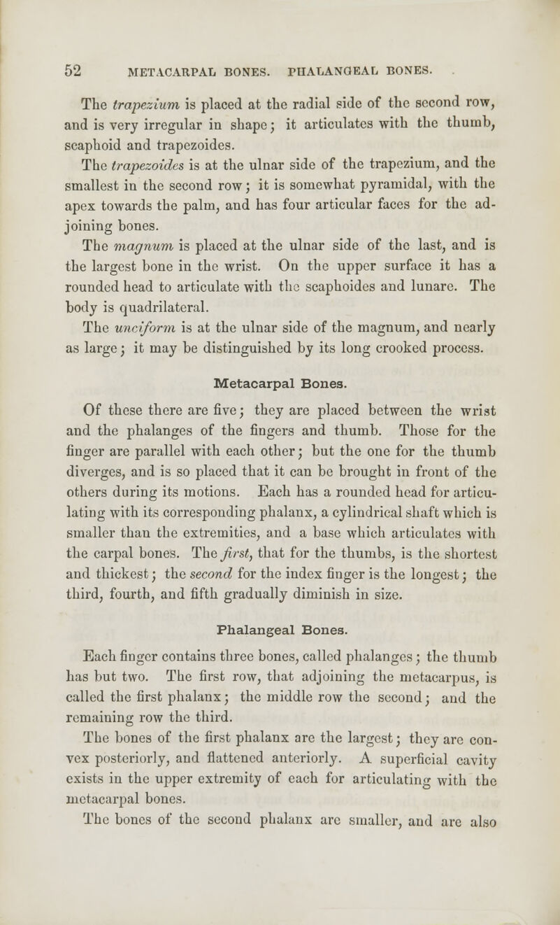 The trapezium is placed at the radial side of the second row, and is very irregular in shape; it articulates with the thumb, scaphoid and trapezoides. The trapezoides is at the ulnar side of the trapezium, and the smallest in the second row; it is somewhat pyramidal, with the apex towards the palm, and has four articular faces for the ad- joining bones. The magnum is placed at the ulnar side of the last, and is the largest bone in the wrist. On the upper surface it has a rounded head to articulate with the scaphoides and lunare. The body is quadrilateral. The unciform is at the ulnar side of the magnum, and nearly as large; it may be distinguished by its long crooked process. Metacarpal Bones. Of these there are five; they are placed between the wrist and the phalanges of the fingers and thumb. Those for the finger are parallel with each other; but the one for the thumb diverges, and is so placed that it can be brought in front of the others during its motions. Each has a rounded head for articu- lating with its corresponding phalanx, a cylindrical shaft which is smaller than the extremities, and a base which articulates with the carpal bones. The first, that for the thumbs, is the shortest and thickest; the second for the index finger is the longest; the third, fourth, and fifth gradually diminish in size. Phalangeal Bones. Each finger contains three bones, called phalanges; the thumb has but two. The first row, that adjoining the metacarpus, is called the first phalanx; the middle row the second; and the remaining row the third. The bones of the first phalanx are the largest; they are con- vex posteriorly, and flattened anteriorly. A superficial cavity exists in the upper extremity of each for articulating with the metacarpal bones. The bones of the second phalanx arc smaller, and are also