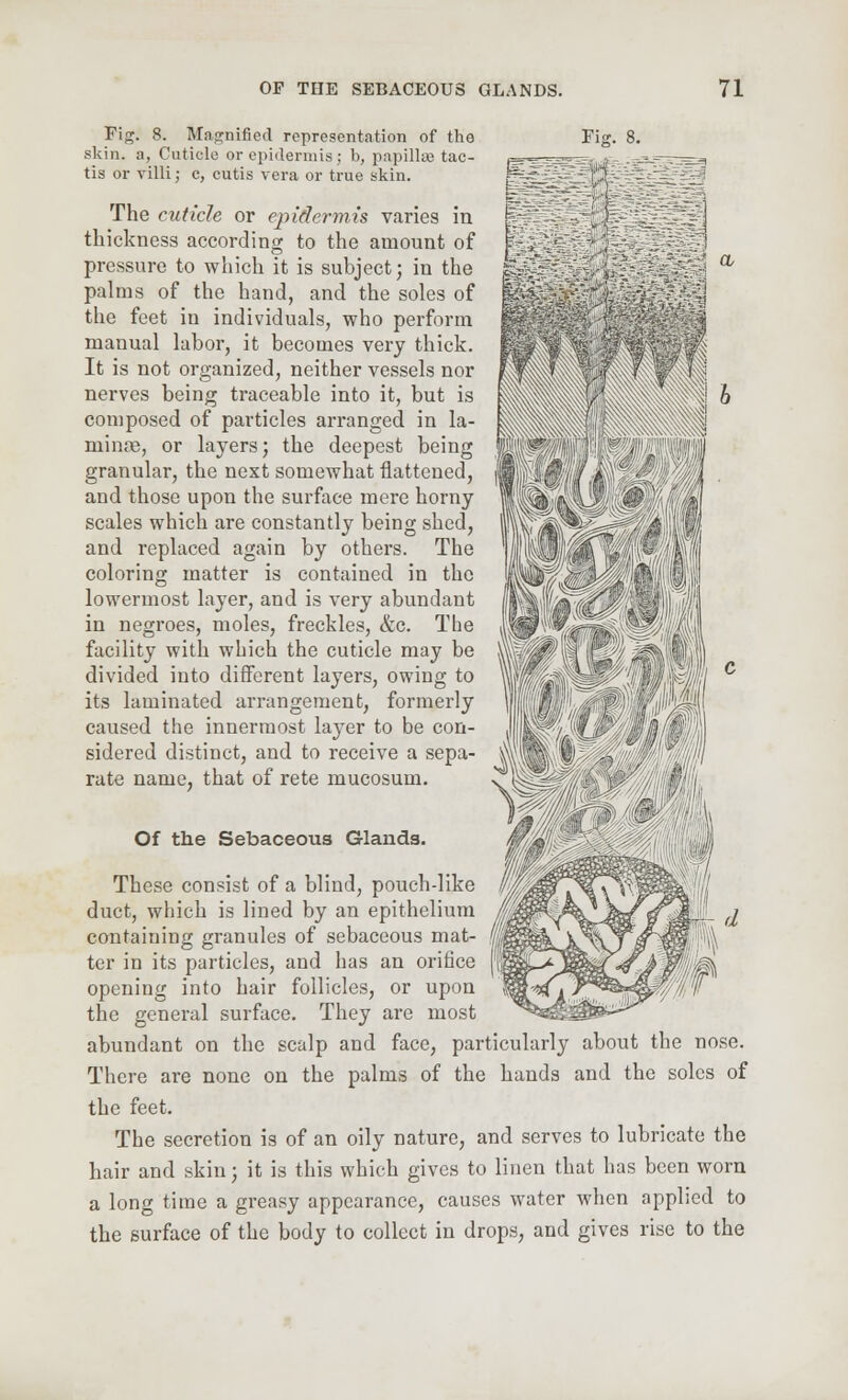 Fig. 8. Magnified representation of the skin, a, Cuticle or epidermis; b, papillae tac- tis or villi; c, cutis vera or true skin. Fig. 8. Sj^:- The cuticle or epidermis varies in thickness according to the amount of pressure to which it is subject; in the palms of the hand, and the soles of the feet in individuals, who perforin manual labor, it becomes very thick. It is not organized, neither vessels nor nerves being traceable into it, but is composed of particles arranged in la- minae, or layers; the deepest being granular, the next somewhat flattened, and those upon the surface mere horny scales which are constantly being shed, and replaced again by others. The coloring matter is contained in the lowermost layer, and is very abundant in negroes, moles, freckles, &c. Tbe facility with which the cuticle may be divided into different layers, owing to its laminated arrangement, formerly caused the innermost layer to be con- sidered distinct, and to receive a sepa- ^1 rate name, that of rete mucosum. Of the Sebaceous Glands. These consist of a blind, pouch-like duct, which is lined by an epithelium containing granules of sebaceous mat- ter in its particles, and has an orifice opening into hair follicles, or upon the general surface. They are most abundant on the scalp and face, particularly about the nose. There are none on the palms of the hands and the soles of the feet. The secretion is of an oily nature, and serves to lubricate the hair and skin; it is this which gives to linen that has been worn a long time a greasy appearance, causes water when applied to the surface of the body to collect in drops, and gives rise to the