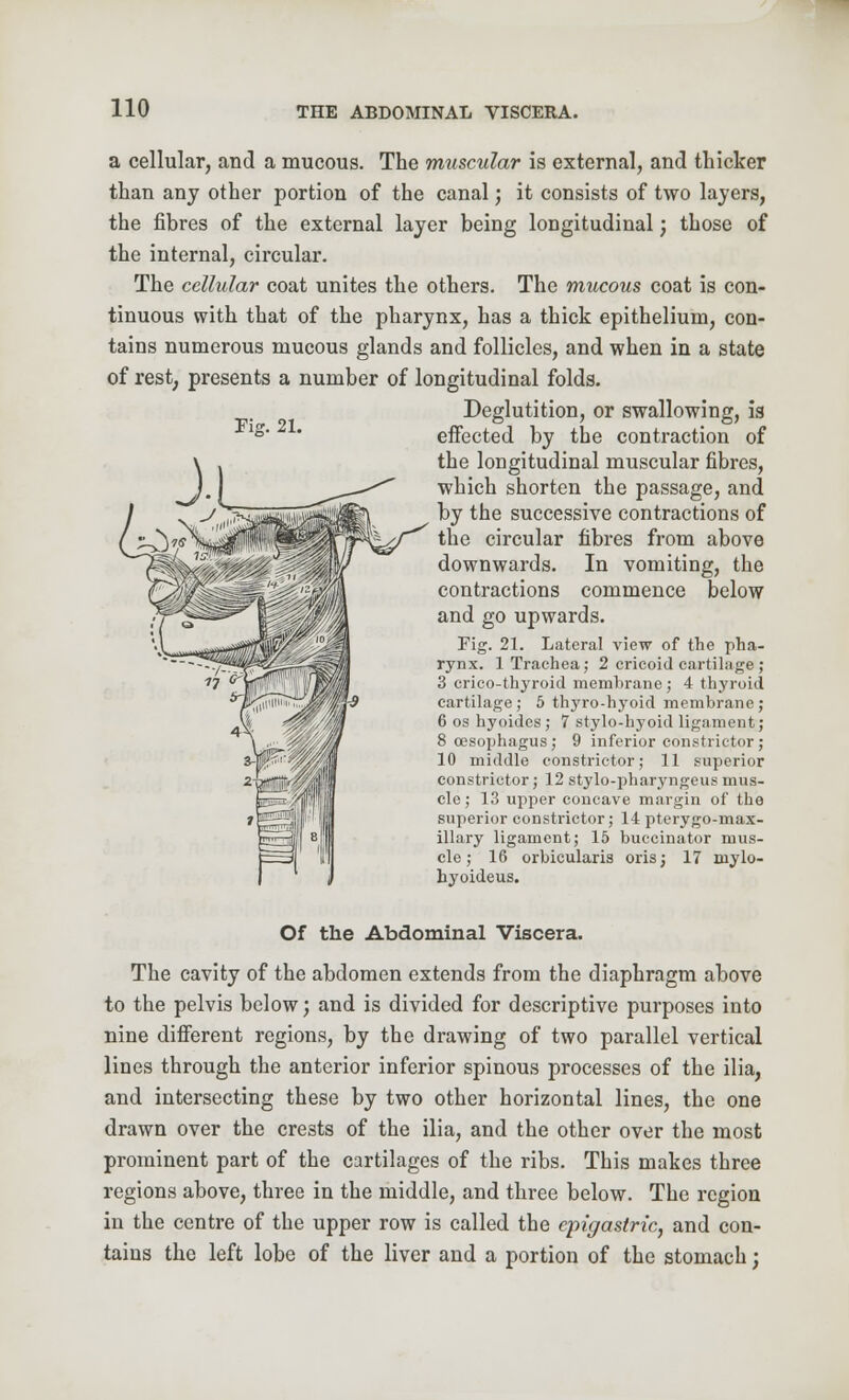 Fig. 21. a cellular, and a mucous. The muscular is external, and thicker than any other portion of the canal; it consists of two layers, the fibres of the external layer being longitudinal; those of the internal, circular. The cellular coat unites the others. The mucous coat is con- tinuous with that of the pharynx, has a thick epithelium, con- tains numerous mucous glands and follicles, and when in a state of rest, presents a number of longitudinal folds. Deglutition, or swallowing, ia effected by the contraction of the longitudinal muscular fibres, which shorten the passage, and by the successive contractions of the circular fibres from above downwards. In vomiting, the contractions commence below and go upwards. Fig. 21. Lateral view of the pha- rynx. 1 Trachea; 2 cricoid cartilage ; 3 crico-thyroid membrane; 4 thyroid cartilage; 5 thyro-hyoid membrane; 6 os hyoides ; 7 stylo-hyoid ligament; 8 oesophagus ; 9 inferior constrictor; 10 middle constrictor; 11 superior constrictor; 12 stylo-pharyngeus mus- cle ; 13 upper concave margin of the superior constrictor; 14 pterygo-max- illary ligament; 15 buccinator mus- cle; 16 orbicularis oris; 17 rnylo- hyoideus. Of the Abdominal Viscera. The cavity of the abdomen extends from the diaphragm above to the pelvis below; and is divided for descriptive purposes into nine different regions, by the drawing of two parallel vertical lines through the anterior inferior spinous processes of the ilia, and intersecting these by two other horizontal lines, the one drawn over the crests of the ilia, and the other over the most prominent part of the cartilages of the ribs. This makes three regions above, three in the middle, and three below. The region in the centre of the upper row is called the epigastric, and con- tains the left lobe of the liver and a portion of the stomach;