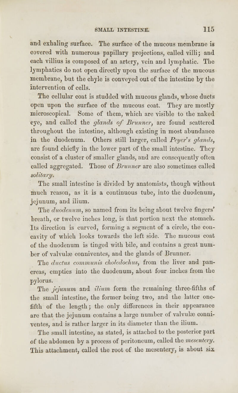 and exhaling surface. The surface of the mucous membrane is covered with numerous papillary projections, called villi; and each villius is composed of an artery, vein and lymphatic. The lymphatics do not open directly upon the surface of the mucous membrane, but the chyle is conveyed out of the intestine by the intervention of cells. The cellular coat is studded with mucous glands, whose ducts open upon the surface of the mucous coat. They are mostly microscopical. Some of them, which are visible to the naked eye, and called the glands of Brunner, are found scattered throughout the intestine, although existing in most abundance in the duodenum. Others still larger, called Peyer's glands, are found chiefly in the lower part of the small intestine. They consist of a cluster of smaller glands, and are consequently often called aggregated. Those of Brunner are also sometimes called solitary. The small intestine is divided by anatomists, though without much reason, as it is a continuous tube, into the duodenum, jejunum, and ilium. The duodenum, so named from its being about twelve fingers' breath, or twelve inches long, is that portion next the stomach. Its direction is curved, forming a segment of a circle, the con- cavity of which looks towards the left side. The mucous coat of the duodenum is tinged with bile, and contains a great num- ber of valvulae conniventes, and the glands of Brunner. The ductus communis choledochus, from the liver and pan- creas, empties into the duodenum, about four inches from the pylorus. The jejunum and ilium form the remaining three-fifths of the small intestine, the former being two, and the latter one- fifth of the length; the only differences in their appearance are that the jejunum contains a large number of valvuke conni- ventes, and is rather larger in its diameter than the ilium. The small intestine, as stated, is attached to the posterior part of the abdomen by a process of peritoneum, called the mesentery: This attachment, called the root of the mesentery, is about six