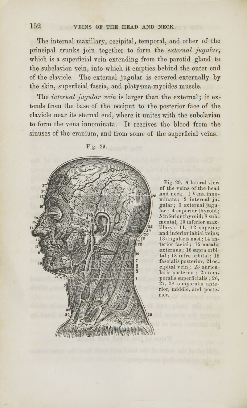 The internal maxillary, occipital., temporal, and other of the principal trunks join together to form the external jugular, which is a superficial vein extending from the parotid gland to the subclavian vein, into which it empties behind the outer end of the clavicle. The external jugular is covered externally by the skin, superficial fascia, and platysma-myoides muscle. The internal jugular vein is larger than the external; it ex- tends from the base of the occiput to the posterior face of the clavicle near its sternal end, where it unites with the subclavian to form the vena innominata. It receives the blood from the sinuses of the cranium, and from some of the superficial veins. Fijj. 29. Pig. 29. A lateral view of the veins of the head and neck. 1 Vena inno- minata; 2 internal ju- gular ; 3 external jugu- lar ; i superior thyroid ; 5 inferior thyroid; 8 sub- mental; 10 inferior max- illary ; 11, 12 superior and inferior labial veins; 13 angularis nasi; 14 an- terior facial; 15 nasalis externus ; 16 supra orbi- tal; 18 infraorbital; 19 fascialis posterior; 21oc- cipital vein ; 23 auricu- laris posterior; 25 tem- poralis superfieialis ; 26, 27, 28 temporalis ante- rior, middle, and poste- rior.