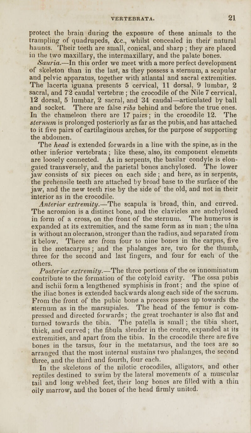protect the brain during the exposure of these animals to the trampling of quadrupeds, &c, whilst concealed in their natural haunts. Their teeth are small, conical, and sharp ; they are placed in the two maxillary, the intermaxillary, and the palate bones. Sauria.—In this order we meet with a more perfect development of skeleton than in the last, as they possess a sternum, a scapular and pelvic apparatus, together with atlantal and sacral extremities. The lacerta iguana presents 5 cervical, 11 dorsal, 9 lumbar, 2 sacral, and 72 caudal vertebrae ; the crocodile of the Nile 7 cervical, 12 dorsal, 5 lumbar, 2 sacral, and 34 caudal—articulated by ball and socket. There are false ribs behind and before the true ones. In the. chameleon there are 17 pairs; in the crocodile 12. The sternum is prolonged posteriorly as far as the pubis, and has attached to it five pairs of cartilaginous arches, for the purpose of supporting the abdomen. The head is extended forwards in a line with the spine, as in the other inferior vertebrata; like these, also, its component elements are loosely connected. As in serpents, the basilar condyle is elon- gated transversely, and the parietal bones anchylosed. The lower jaw consists of six pieces on each side ; and here, as in serpents, the prehensile teeth are attached by broad base to the surface of the jaw, and the new teeth rise by the side of the old, and not in their interior as in the crocodile. Anterior extremity.—The scapula is broad, thin, and curved. The acromion is a distinct bone, and the clavicles are anchylosed in form of a cross, on the front of the sternum. The humerus is expanded at its extremities, and the same form as in man ; the ulna is without an olecranon, stronger than the radius, and separated from it below. There are from four to nine bones in the carpus, five in the metacarpus; and the phalanges are, two for the thumb, three for the second and last fingers, and four for each of the others. Posterior extremity.—The three portions of the os innominatum contribute to the formation of the cotyloid cavity. The ossa pubis and ischii form a lengthened symphisis in front; and the spine of the iliac bones is extended backwards along each side of the sacrum. From the front of the pubic bone a process passes up towards the sternum as in the marsupiales. The head of the femur is com- pressed and directed forwards; the great trochanter is also fiat and turned towards the tibia. The patella is small ; the tibia short, thick, and curved; the fibula slender in the centre, expanded at its extremities, and apart from the tibia. In the crocodile there are five bones in the tarsus, four in the metatarsus, and the toes are so arranged that the most internal sustains two phalanges, the second three,°and the third and fourth, four each. In the skeletons of the nilotic crocodiles, alligators, and other reptiles destined to swim by the lateral movements of a muscular tail and long webbed feet, their long bones are filled with a thin oily marrow, and the bones of the head firmly united.