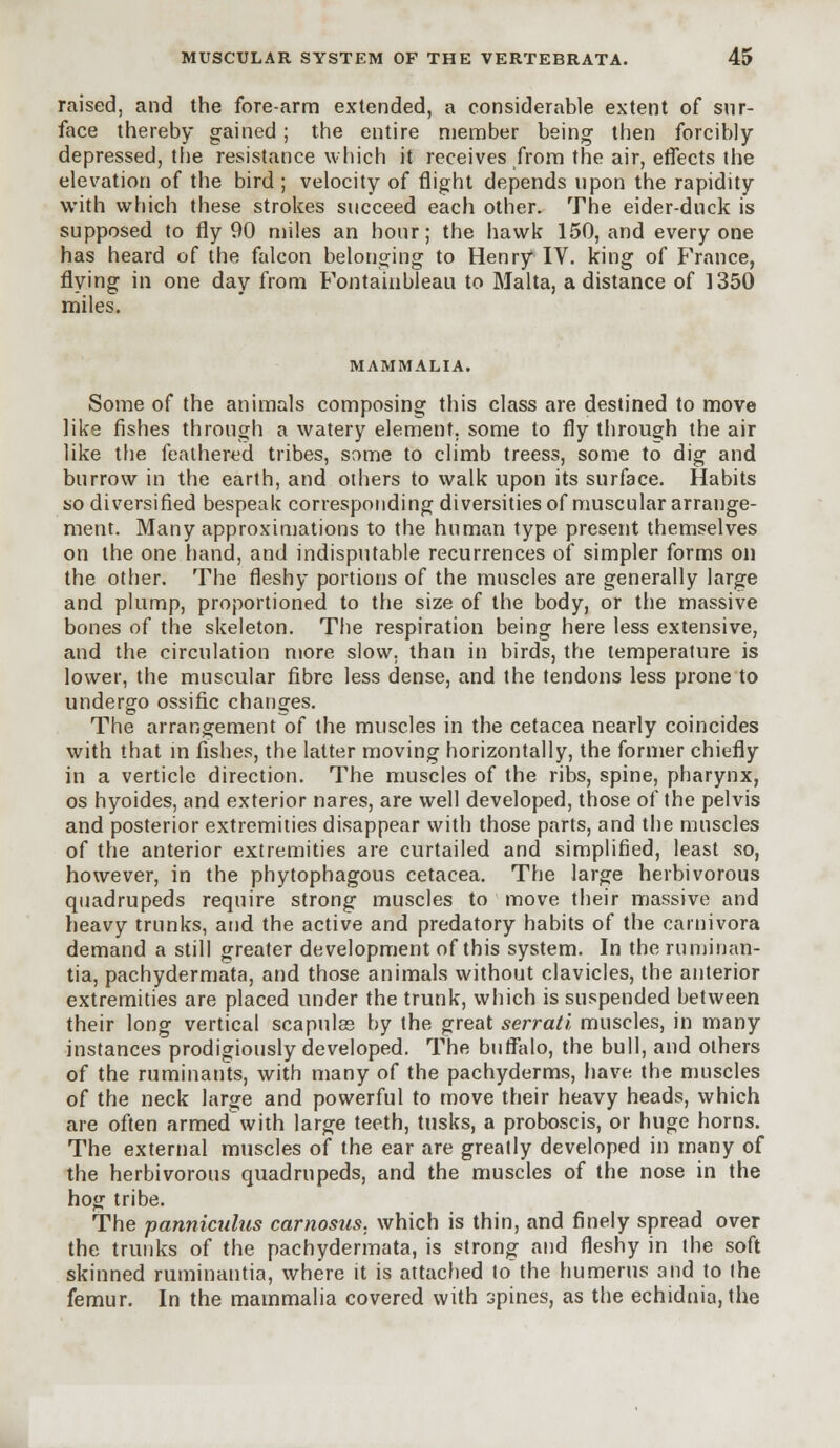 raised, and the fore-arm extended, a considerable extent of sur- face thereby gained ; the entire member being then forcibly- depressed, the resistance which it receives from the air, effects the elevation of the bird ; velocity of flight depends upon the rapidity with which these strokes succeed each other. The eider-duck is supposed to fly 90 miles an hour; the hawk 150, and everyone has heard of the falcon belonging to Henry IV. king of France, flying in one day from Fontainbleau to Malta, a distance of 1350 miles. MAMMALIA. Some of the animals composing this class are destined to move like fishes through a watery element, some to fly through the air like the feathered tribes, same to climb treess, some to dig and burrow in the earth, and others to walk upon its surface. Habits so diversified bespeak corresponding diversities of muscular arrange- ment. Many approximations to the human type present themselves on the one hand, and indisputable recurrences of simpler forms on the other. The fleshy portions of the muscles are generally large and plump, proportioned to the size of the body, or the massive bones of the skeleton. The respiration being here less extensive, and the circulation more slow, than in birds, the temperature is lower, the muscular fibre less dense, and the tendons less prone to undergo ossific changes. The arrangement of the muscles in the cetacea nearly coincides with that in fishes, the latter moving horizontally, the former chiefly in a verticle direction. The muscles of the ribs, spine, pharynx, os hyoides, and exterior nares, are well developed, those of the pelvis and posterior extremities disappear with those parts, and the muscles of the anterior extremities are curtailed and simplified, least so, however, in the phytophagous cetacea. The large herbivorous quadrupeds require strong muscles to move their massive and heavy trunks, and the active and predatory habits of the carnivora demand a still greater development of this system. In the ruminan- tia, pachydermata, and those animals without clavicles, the anterior extremities are placed under the trunk, which is suspended between their long vertical scapulas by the great serrati muscles, in many instances prodigiously developed. The buffalo, the bull, and others of the ruminants, with many of the pachyderms, have the muscles of the neck large and powerful to move their heavy heads, which are often armedwith large teeth, tusks, a proboscis, or huge horns. The external muscles of the ear are greatly developed in many of the herbivorous quadrupeds, and the muscles of the nose in the hog tribe. The panniculus carnosus. which is thin, and finely spread over the trunks of the pachydermata, is strong and fleshy in the soft skinned ruminantia, where it is attached to the humerus and to the femur. In the mammalia covered with 'jpines, as the echidnia, the