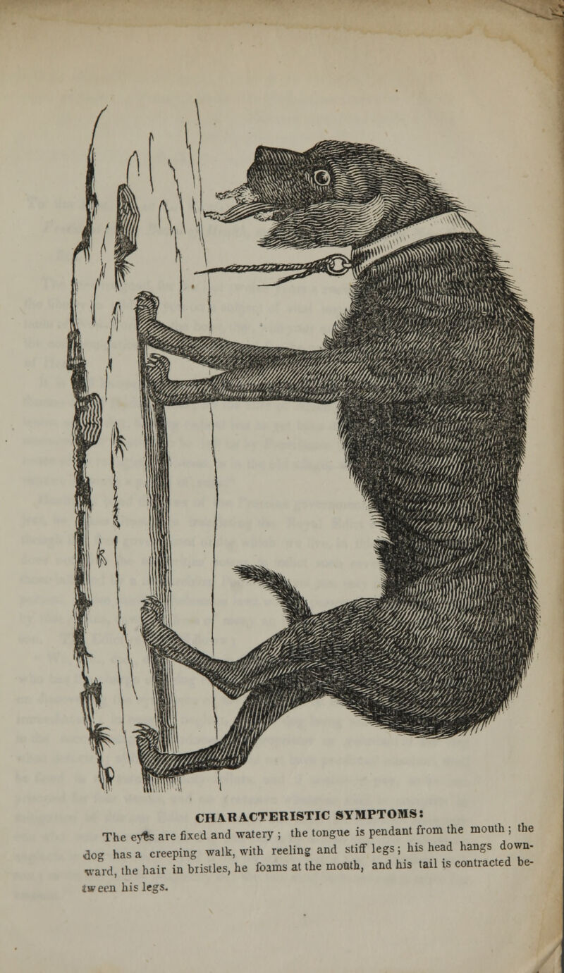 CHARACTERISTIC SYMPTOMS: The eyts are fixed and watery ; the tongue is pendant from the mouth ; the do- has a creeping walk, with reeling and stiff legs; his head hangs down- ward, the hair in bristles, he foams at the mottfh, and his tail is contracted be- tween his legs. :