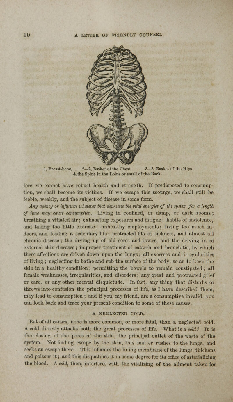 1, Breast-bone. 2—2, Basket of the Chest. 8—8, Basket of the Hips. 4, the Spine in the Loins or small of the Back. fore, we cannot have robust health and strength. If predisposed to consump- tion, we shall become its victims. If we escape this scourge, we shall still be feeble, weakly, and the subject of disease in some form. Any agency or influence whatever tlrnt depresses the vital energies of the system for a length of time may cause consumption. Living in confined, or damp, or dark rooms ; breathing a vitiated air ; exhausting exposures and fatigue ; habits of indolence, and taking too little exercise; unhealthy employments; living too much in- doors, and leading a sedentary life; protracted fits of sickness, and almost all chronic disease; the drying up of old sores and issues, and the driving in of external skin diseases ; improper treatment of catarrh and bronchitis, by which these affections are driven down upon the lungs; all excesses and irregularities of living ; neglecting to bathe and rub the surface of the body, so as to keep the skin in a healthy condition ; permitting the bowels to remain constipated ; all female weaknesses, irregularities, and disorders; any great and protracted grief or care, or any other mental disquietude. In fact, any thing that disturbs or throws into confusion the principal processes of life, as I have described them, may lead to consumption ; and if you, my friend, are a consumptive invalid, you can look back and trace your present condition to some of these causes. A NEGLECTED COLD. But of all causes, none is more common, or more fatal, than a neglected cold. A cold directly attacks both the great processes of life. What is a cold? It is the closing of the pores of the skin, the principal outlet of the waste of the system. Not finding escape by the skin, this matter rushes to the lungs, and seeks an escape there. This inflames the lining membrane of the lungs, thickens and poisons it; and this disqualifies it in some degree for its office of arterializing the blood. A cold, then, interferes with the vitalizing of the aliment taken for