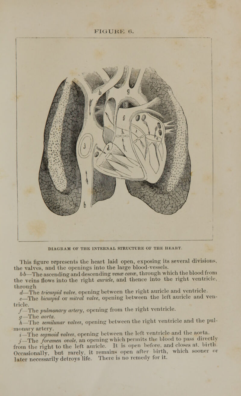 DIAGRAM OF THE INTERNAL STRUCTURE OF THE HEART. This figure represents the heart laid open, exposing its several divisions, the valves, and the openings into the large blood-vessels. bb—The ascending and descending vence cavce, through which the blood from the veins flows into the right auricle, and thence into the right ventricle through rf_The tricuspid valve, opening between the right auricle and ventricle. 6—The bicuspid or mitral valve, opening between the left auricle and ven- tricle. / The pulmonary artery, opening from the right ventricle. q—The aorta. A—The semilunar valves, opening between the right ventricle and the pul- monary artery. i The segmoid valves, opening between the left ventricle and the aorta. / The foramen ovale, an opening which permits the blood to pass directly from the right to the left auricle. It is open before, and closes at. birth Occasionally, but rarelv. it remains open after birth, which sooner or later necessarily dctn>vs life. There is no remedy for it.