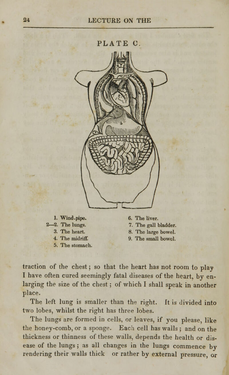 PLATE C 1. Wind-pipe. 2—2. The lungs. 3. The heart. 4. The midriff. 5. The stomach. 6. The liver. 7. The gall bladder. 8. The large bowel. 9. The small bowel. traction of the chest; so that the heart has not room to play I have often cured seemingly fatal diseases of the heart, by en- larging the size of the chest; of which I shall speak in another place. The left lung is smaller than the right. It is divided into two lobes, whilst the right has three lobes. The lungs are formed in cells, or leaves, if you please, like the honey-comb, or a sponge. Each cell has walls ; and on the thickness or thinness of these walls, depends the health or dis- ease of the lungs ; as all changes in the lungs commence by rendering their walls thick or rather by external pressure, or