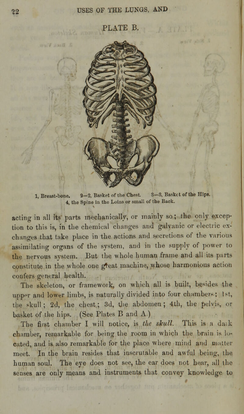 PLATE B. 1, Breast-bone. 2-2, Basket of the Chest. 3—3, Baskc t of the nips. 4, the Spine in the Loins or small of the Back. acting in all its- parts mechanically, or mainly so; the only excep- tion to this is, in the chemical changes and galvanic or electric ex- changes that take place in the actions and secretions of the various assimilating organs of the system, and in the supply of power to the nervous system. But the whole human frame and all its parts constitute in the whole one gteat machine, whose harmonious action confers general health. The skeleton, or framework, on which all is built, besides the upp»r and lower limbs, is naturally divided into four chambers: 1st, the skull; 2d, the chest; 3d, the abdomen; 4th, the pelvis, or basket of the hips. (See Plates B and A.) The first chamber I will notice, is the skull. This is a daik chamber, remarkable for being the room in which the brain is lo- cated, and is also remarkable for the place where mind and matter meet. In the brain resides that inscrutable and awful being, the human soul. The eye does not see, the ear does not hear, all the senses are only means and instruments that convey knowledge to