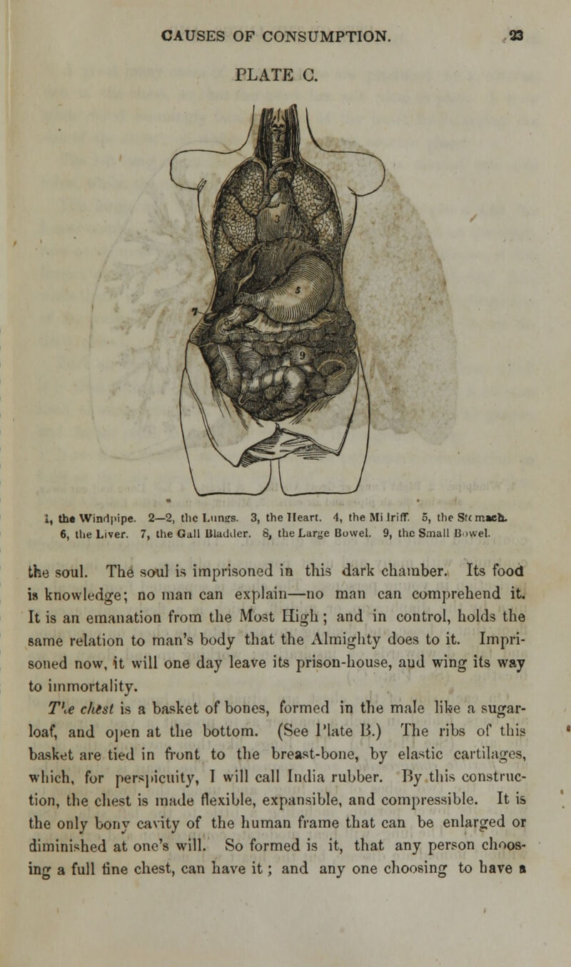 PLATE C. i, th« Windpipe. 2—2, the I.unss. 3, the Heart. 4, the Mi Jrift*. 5, the Stc mieh. 6, the Liver. 7, the Gall Bladder. 6, the Larjje Bowel. 9, the Small Bowel. the soul. The soul is imprisoned in this dark chamber. Its food is knowledge; no man can explain—no man can comprehend it. It is an emanation from the Most High; and in control, holds the same relation to man's body that the Almighty does to it. Impri- soned now, it will one day leave its prison-house, and wing its way to immortality. The clitst is a basket of bones, formed in the male like a sugar- loaf, and open at the bottom. (See l'late 13.) The ribs of this basket are tied in front to the breast-bone, by elastic cartilages, which, for perspicuity, I will call India rubber. By this construc- tion, the chest is made flexible, expansible, and compressible. It is the only bony cavity of the human frame that can be enlarged or diminished at one's will. So formed is it, that any person choos- ing a full tine chest, can have it; and any one choosing to have a