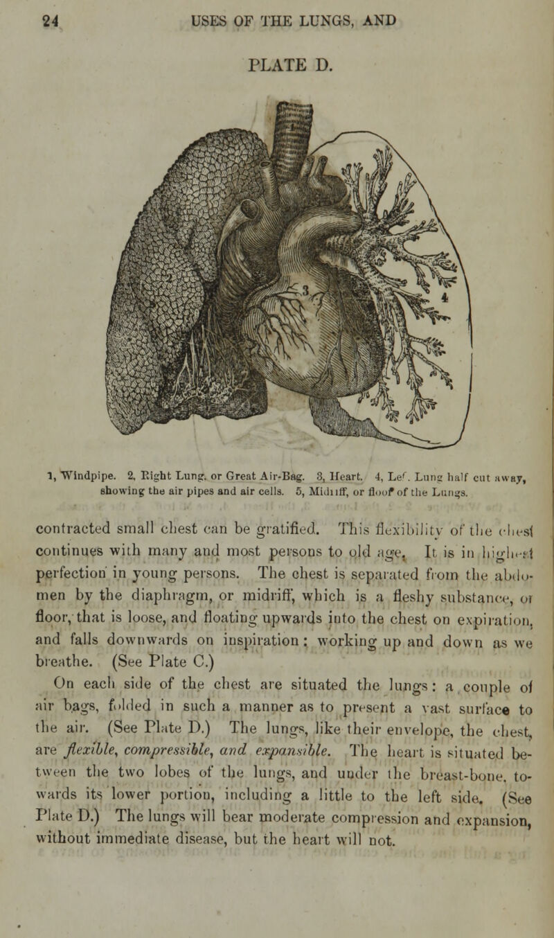 PLATE D. 1, Windpipe. 2, Eight Lung, or Great Air-Bug. 3, Heart. 4, Lef. Lung half cut away, showing the air pipes and air cells. 5, Miiliiff, or floof of the Langs, contracted small chest can be gratified. Tin's flexibility or the chest continues with many and most persons to old age. It is in liioli.it perfection in young persons. The chest is separated from the abdo- men by the diaphragm, or midriff, which is a fleshy substance, oi floor, that is loose, and floating upwards into the chest on expiration, and falls downwards on inspiration: working up and down as we breathe. (See Plate C.) On each side of the chest are situated the lungs: a couple of air bags, folded in such a manner as to present a vast surface to the air. (See Plate D.) The lungs, like their envelope, the chest, are flexible, compressible, and expansible. The heart is situated be- tween the two lobes of the lungs, and uuder the breast-bone, to- wards its lower portion, including a little to the left side. (See Plate D.) The lungs will bear moderate compression and expansion, without immediate disease, but the heart will not.