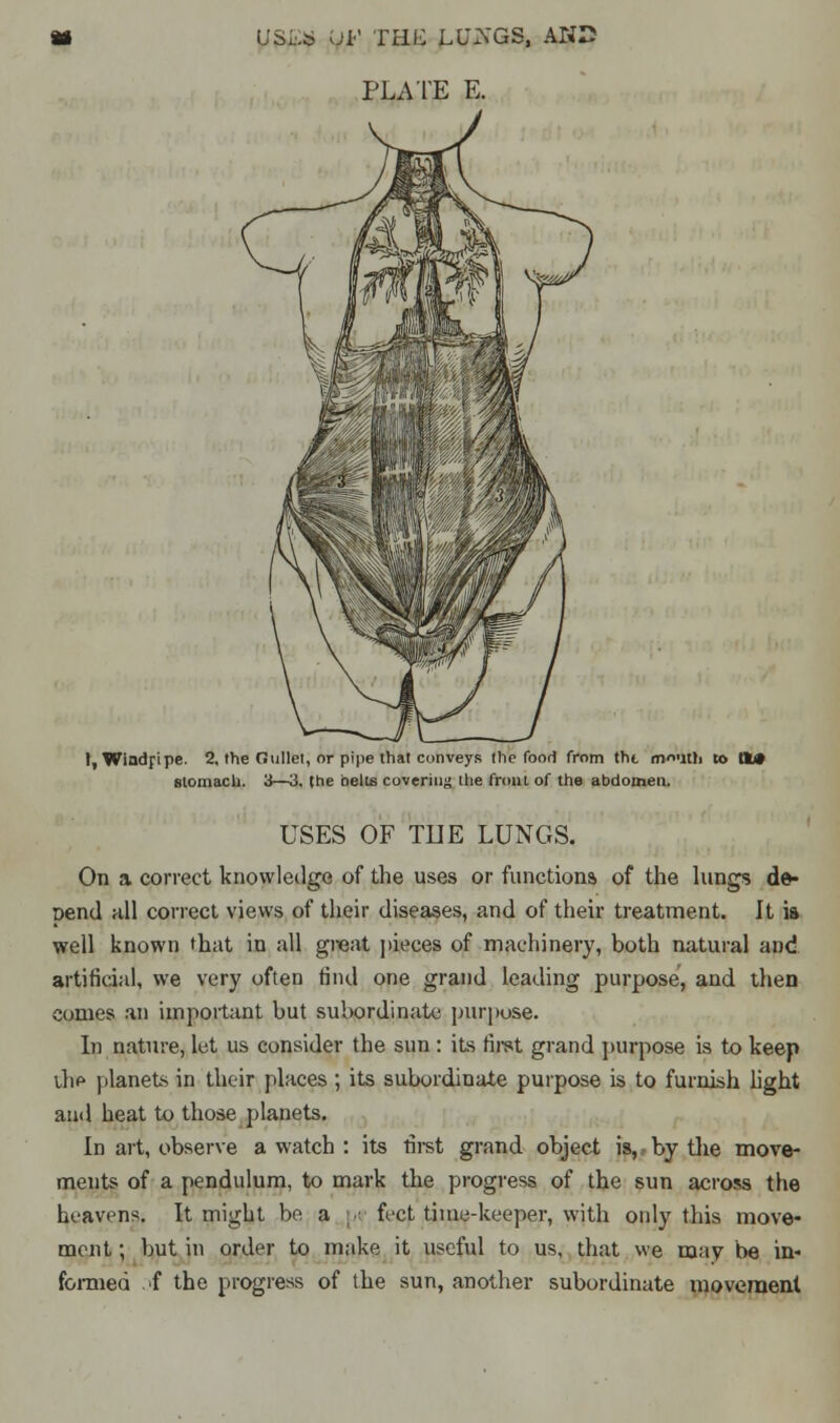 PLATE E. I, Windpipe. 2, the Oullet, or pipe that conveys the food from tht mouth to lit* stomach. 3—3. (he belts covering the front of the abdomen. USES OF THE LUNGS. On a correct knowledge of the uses or functions of the lungs de- nend all correct views of their diseases, and of their treatment. It is well known that in all great pieces of machinery, both natural and artificial, we very often find one grand leading purpose, and then conies an important but subordinate purpose. In nature, let us consider the sun : its first grand purpose is to keep \l\e planets in their places; its subordinate purpose is to furnish light and heat to those planets. In art, observe a watch : its first grand object is, by the move- ments of a pendulum, to mark the progress of the sun across the heavens. It might be a ; feet time-keeper, with only this move- ment ; but in order to make it useful to us, that we may be in- formed of the progress of the sun, another subordinate movement