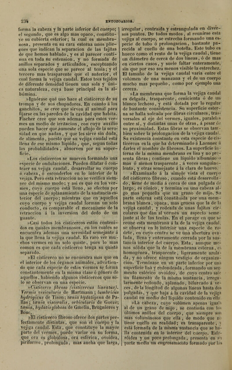forma la cabeza y la parte inferior del cuerpo; el segundo, que es algo mas opaco, constitu- ye su cubierta esterior; la cual es membra- nosa, presenta en su cara esterna unos plie- gues que indican la separación de las fajitas de que hemos hablado, y es al parecer conti- nua en toda su estension, y no formada de anillos separados y articulados, esceptuando una sola especie que se parece al tenia; y el tercero mas trasparente que el anterior, el cual forma la vejiga caudal. Estos tres tejidos de diferente densidad tienen una sola y úni- ca naturaleza, cuya base principal es la al- búmina. «Ignórase qué uso hace el cisticerco de su trompa y de sus chupadores. En cuanto á los ganchitos, se cree que sirven ál animal para fijarse en las paredes de la cavidad que habita. Fischer cree que son ademas para estos ver- mes un medio de irritación, con cuyo auxilio pueden hacer que aumente el aflujo de la sero- sidad en que nadan, y que les sirve sin duda, de alimento, puesto que su vejiga caudal está llena de ese mismo líquido , que, según todas las probabilidades , absorven por su super- ficie. »Los císticercos se mueven formando una especie de ondulaciones. Pueden dilatar ó con- traer su vejiga caudal, desarrollar su cuerpo ó cabeza, ó esconderlos en lo interior de la vejiga. Pero esta retracción no se verifica siem- j>re del mismo modo; y asi es que en los ver- mes, cuyo cuerpo está lleno, se efectúa por una especie de aplanamiento de la sustancia es- terior del cuerpo; mientras que en 'aquellos cuyo cuerpo y vejiga caudal forman un solo conducto, es comparable el mecanismo de la retracción á la inversión del dedo de un guante. »Casi todos los cisticercos están conteni- dos en quistes membranosos, en los cuales se encuentra ademas una serosidad semejante á la que llena la vejiga caudal. Es raro ver mu- chos vermes en un solo quiste, pues lo mas común es que cada cisticerco tenga su quiste separado. »E1 cisticerco no se encuentra mas que en el interior de los órganos animales, advirtien- do que cada especie de estos vermes se forma constantemente en la misma clase ó género de aquellos, habiendo algunos cisticercos que so- lo se observan en una especie. ^Cisticerco fibroso fcisticercus linealusj. Vermis vesicularis de Hartmann ; lumbricus kijdropicus de Tison; Iccnia hydaiigena de Pa- llas; tamia visceralis, orbicularis de Goeze; tecnia, hydatisglobosa de Gmelin, Brugnieres y Bosc. »E1 cisticerco fibroso ofrece dos partes per- fectamente distintas, que son el cuerpo y la vejiga caudal. Esta, que constituye la mayor parte del vermes, puede variar en su forma, que ora es globulosa, ora esférica, ovoidea, piriforme, prolongada, mas ancha que larga, irregular , contraída y estrangulada en diver- sos puntos. De todos modos , al reunirse esta vejiga al cuerpo, se estrecha formando una es- pecie de tubo ó prolongación, bastante pa- recida al cuello de una botella. Este tubo es hueco como el resto de la vejiga caudal, tiene un diámetro de cerca de dos líneas, ó de mas en ciertos casos, y suele faltar enteramente, sin que por eso sea menos visible la estrechez. El tamaño de la vejiga caudal varia entre el volumen de una manzana y el de un cuerpo mucho mas pequeño, como por ejemplo una cereza. »La membrana que forma la vejiga caudal es delgada, trasparente, cenicienta ó de un blanco lechoso, y está dotada por lo regular de bastante consistencia. Su superficie ester- na se halla sulcada por fibras circulares, tras- versales al eje del vermes, iguales, paralelas entre sí, y distintas unas de otras, á pesar»!*' su proximidad. Estas fibras se observan tam - bien sobre la prolongación de la vejiga caudal. Su existencia constante en esta especie de cis- ticercos es la que ha determinado á Laennec a darles el nombre de fibrosos. La superficie in- terna de la misma membrana es lisa y no pre- senta fibras; contiene un líquido albumino <> mas ó menos trasparente , á veces sanguino- lento, y otras semejante á la clara de huevo. «Examinado á la simple vista el cuer|-o del cisticerco fibroso, cuando está desarrolla- do, tiene de media á cerca de una pulgada de largo, es cónico, y termina en una cabeza al- go mas pequeña que un grano de mijo. Su parte esterna está constituida por una mem- brana blanca, opaca, mas gruesa que la de la vejiga caudal, y rodeada de unas fajitas cir- culares que dan al vermes un aspecto seme- jante al de las tenias. En el parage en que so reúne esta membrana á la de la vejiga caudal, se observa en lo interior una especie de ro- dete, en cuyo centro se ve una abertura ova- lada, llena y enteramente cerrada por la sus- tancia interior del cuerpo. Esta, aunque me- nos sólida que la de la membrana esterna , e • homogénea, trasparente, ligeramente azula- da, y no ofrece ningún vestigio de organiza- ción. Termínase en su parte inferior por una superficie lisa y redondeada, formando un seg- mento esférico ovoideo, de cuyo centro salo un filamento de la misma sustancia, irregu- larmente redondo, aplanado, bifurcado á ve- ces, déla longitud de algunas líneas hasta dos pulgadas, y que baja á la cavidad de la vejiga caudal en medio del líquido contenido en ella. »La cabeza, cuyo volumen apenas iguala al de un grano de mijo , se continúa con lo-; últimos anillos del cuerpo, que siempre son mas voluminosos que ella , de modo que n tiene cuello en realidad; es transparente, \ está formada de la misma sustancia que se ha- lla contenida en lo interior del cuerpo. Esfc- róidea y un poco prolongada, presenta en su parte media un engrosaniieuto formado por l¡s