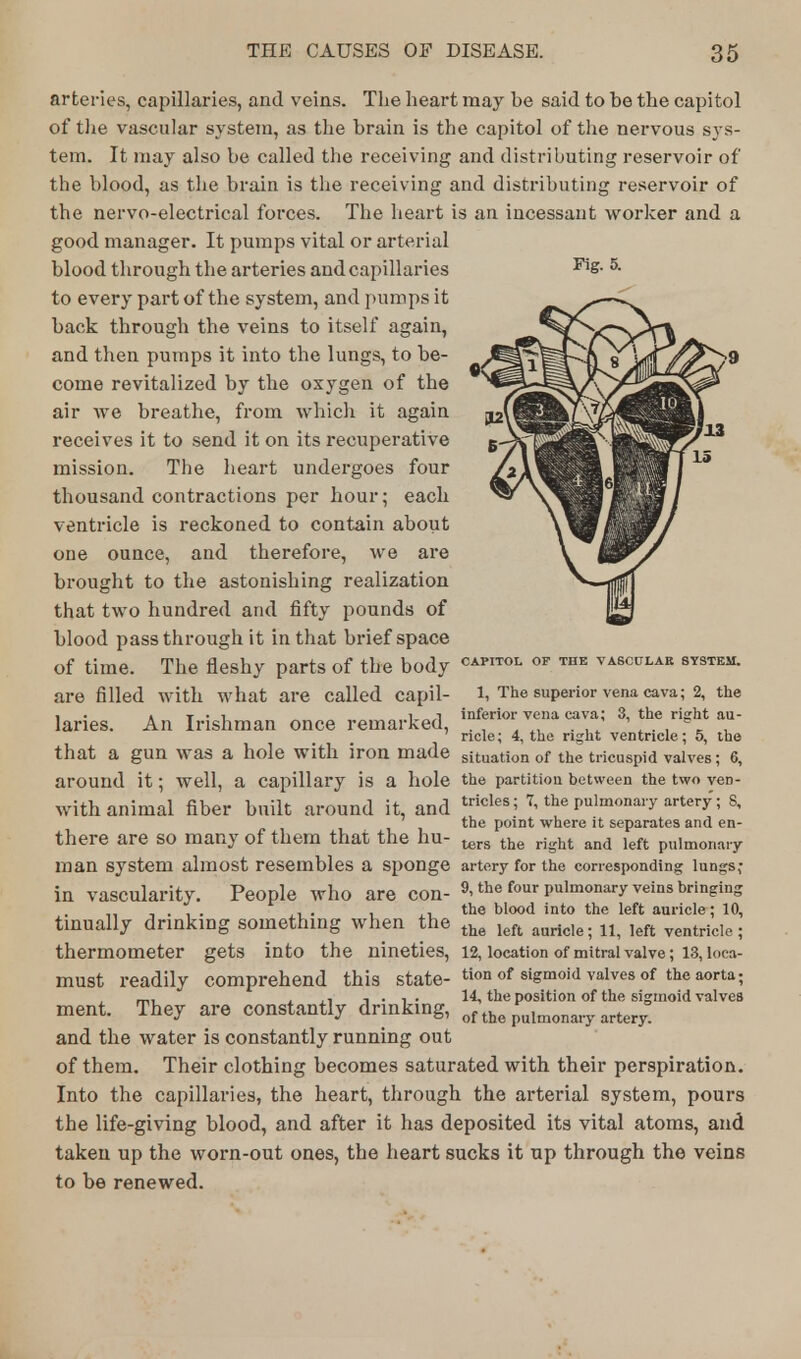 Fig. 5. arteries, capillaries, and veins. The heart may be said to be the capitol of the vascular system, as the brain is the capitol of the nervous sys- tem. It may also be called the receiving and distributing reservoir of the blood, as the brain is the receiving and distributing reservoir of the nervo-electrical forces. The heart is an incessant worker and a good manager. It pumps vital or arterial blood through the arteries and capillaries to every part of the system, and pumps it back through the veins to itself again, and then pumps it into the lungs, to be- come revitalized by the oxygen of the air we breathe, from which it again receives it to send it on its recuperative mission. The heart undergoes four thousand contractions per hour; each ventricle is reckoned to contain about one ounce, and therefore, we are brought to the astonishing realization that two hundred and fifty pounds of blood pass through it in that brief space of time. The fleshy parts of the body are filled with what are called capil- laries. An Irishman once remarked, CAPITOL OF THE VASCULAR SYSTEM. 1, The superior vena cava; 2, the inferior vena cava; 3, the right au- ricle; 4, the right ventricle; 5, the that a gun was a hole with iron made situation of the tricuspid valves; 6, around it ; well, a capillary is a hole the partition between the two ven- With animal fiber built around it, and tricles5 the pulmonary artery; 8, the point where it separates and en- there are so many of them that the hu- tor8 the right and left puimonaiy man system almost resembles a sponge artery for the corresponding lungs,- in vascularity. People who are COn- 9, the four pulmonary veins bringing , . . the blood into the left auricle; 10, tinually drinking something when the the left auricle. n ,eft ventricle. thermometer gets into the nineties, 12, location of mitral valve; 13, loca- must readily comprehend this state- tion of sigmoid valves of the aorta; _,, , . , . 14, the position of the sigmoid valves ment. They are constantly drinking, of the pulmonary artery. and the water is constantly running out of them. Their clothing becomes saturated with their perspiration. Into the capillaries, the heart, through the arterial system, pours the life-giving blood, and after it has deposited its vital atoms, and taken up the worn-out ones, the heart sucks it up through the veins to be renewed.