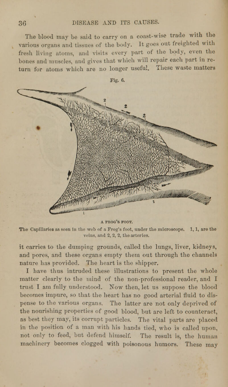 The blood may be said to carry on a coast-wise trade with the various organs and tissues of the body. It goes out freighted with fresh living atoms, and visits every part of the body, even the bones and muscles, and gives that which will repair each part in re- turn for atoms which are no longer useful. These waste matters Fig. 6. a fkog'b foot. The Capillaries as scon in the web of a Frog's foot, under the microscope. 1,1, are the veins, and 2, 2, 2, the arteries. it carries to the dumping grounds, called the lungs, liver, kidneys, and pores, and these organs empty them out through the channels nature has provided. The heart is the shipper. I have thus intruded these illustrations to present the whole matter clearly to the mind of the non-professional reader, and I trust I am fully understood. Now then, let us suppose the blood becomes impure, so that the heart has no good arterial fluid to dis- pense to the various organs. The latter are not only deprived of the nourishing properties of good blood, but are left to counteract, as best they may, its corrupt particles. The vital parts are placed in the position of a man with his hands tied, who is called upon, not only to feed, but defend himself. The result is, the human machinery becomes clogged with poisonous humors. These may