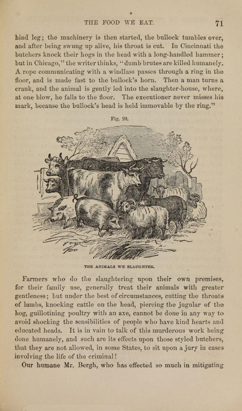 » THE FOOD WE EAT. 71 hind leg; the machinery is then started, the bullock tumbles over, and after being swung up alive, his throat is cut. In Cincinnati the butchers knock their hogs in the head with a long-handled hammer; but in Chicago, the writer thinks, dumb brutes are killed humanely. A rope communicating with a windlass passes through a ring in the floor, and is made fast to the bullock's horn. Then a man turns a crank, and the animal is gently led into the slaughter-house, where, at one blow, he falls to the floor. The executioner never misses his mark, because the bullock's head is held immovable by the ring. Fig. 20. THE ANIMALS WE SLAUGHTER. Farmers who do the slaughtering upon their own premises, for their family use, generally treat their animals with greater gentleness; but under the best of circumstances, cutting the throats of lambs, knocking cattle on the head, piercing the jugular of the hog, guillotining poultry with an axe, cannot be done in any way to avoid shocking the sensibilities of people who have kind hearts and educated heads. It is in vain to talk of this murderous work being done humanely, and such are its effects upon those styled butchers, that they are not allowed, in some States, to sit upon a jury in cases involving the life of the criminal! Our humane Mr. Bergh, who has effected so much in mitigating