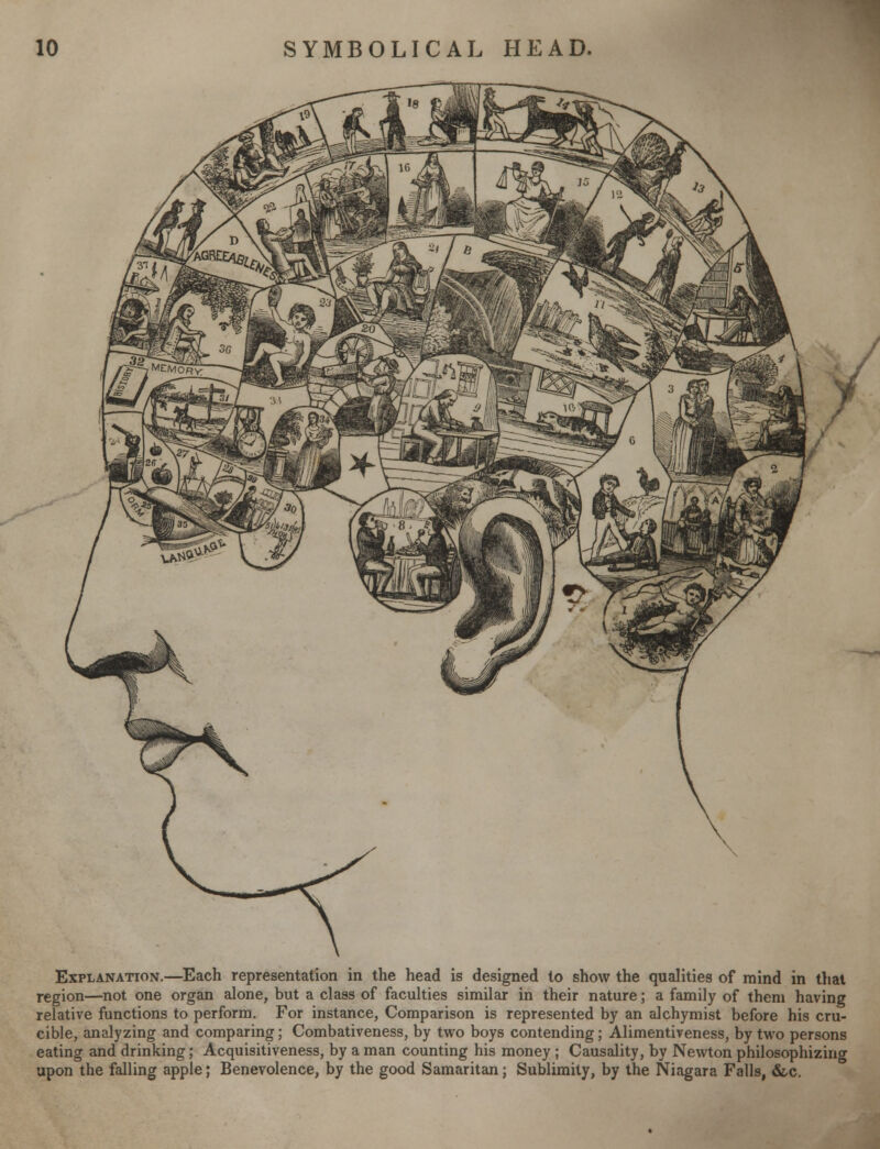 Explanation.—Each representation in the head is designed to show the qualities of mind in that region—not one organ alone, but a class of faculties similar in their nature; a family of them having relative functions to perform. For instance, Comparison is represented by an alchymist before his cru- cible, analyzing and comparing; Combativeness, by two boys contending; Alimentiveness, by two persons eating and drinking; Acquisitiveness, by a man counting his money ; Causality, by Newton philosophizing upon the falling apple; Benevolence, by the good Samaritan; Sublimity, by the Niagara Falls, &c.