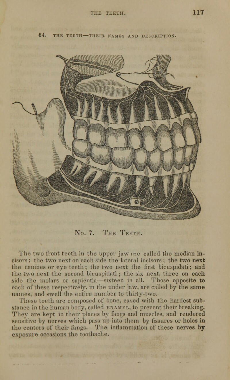 64. THE TEETH—THEIR NAMES AND DESCRIPTION. No. 7. The Teeth. The two front teeth in the upper jaw ate called the median in- cisors ; the two next on each side the lateral incisors ; the two next the canines or eye teeth; the two next the first bicuspidati; and the l\\(i next the second bicuspidati; the six next, three on each side the molars or sapientia—sixteen in all. Those opposite to each of these respectively, in the under jaw, are called by the same names, and swell the entire number to thirty-two. These teeth are composed of bone, cased with the hardest sub- stance in the human body, called ENAMEL, to prevent their breaking. They are kept in their places by fangs and muscles, and rendered sensitive by nerves which pass Tip into them by fissures or holes in the centers of their fangs. The inflammation of these nerves by exposure occasions the toothache.