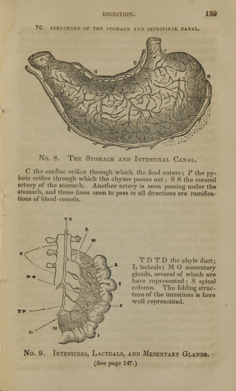 70. STRUCTURE OF THK STOMACH AN!) INTESTINAL CANAL. The Stomach and Intestinal Can.u,. C the cardiac orifice through which the food enters; P the py- loric orifice through which the chyme passes out; S S the coronal artery of the stomach. Another artery is seen passing under the stomach, and those lines seen to pass in all directions are ramifica- tions of blood-vessels. TDTD the chyle duct; L lacteals; M G mesentary glands, several of which are here represented ; S spinal column. The folding struc- ture of the intestines is here well represented. No. 9. Intestines, Lacteals, and Mesentary Glands. (See page 147.)