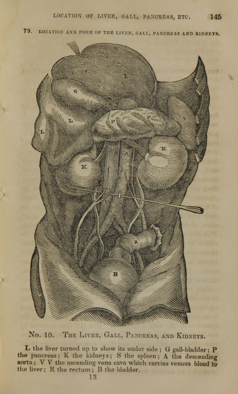 79. LOCATION AND FORM OF THE LIVEIt, GALL, PANCREAS AND KIDNEYS. No. 10. The Liver, Gall, Pancbeas, and Kidneys. L the liver turned up to show its under side ; G gall-bladder; P the pancreas; K the kidneys; S the spleen; A the descending aorta; V V the ascending vena cava which carries venous blood to the liver: R the rectum ; P» the bladder. 13