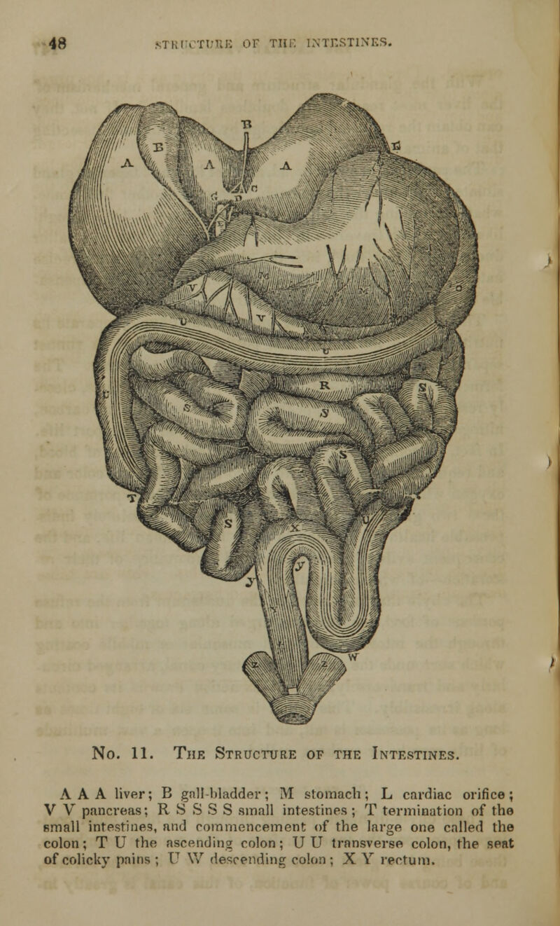 48 STRUCTURE OF THE INTESTINES. .^fc* No. 11. The Structure of the Intestines. AAA liver; B gall-bladder; M stomach; L cardiac orifice; V V pancreas; RS SSS small intestines ; T termination of the small intestines, and commencement of the large one called the colon; T U the ascending colon; U U transverse colon, the seat of colicky pains ; U \V descending colon ; X Y rectum.