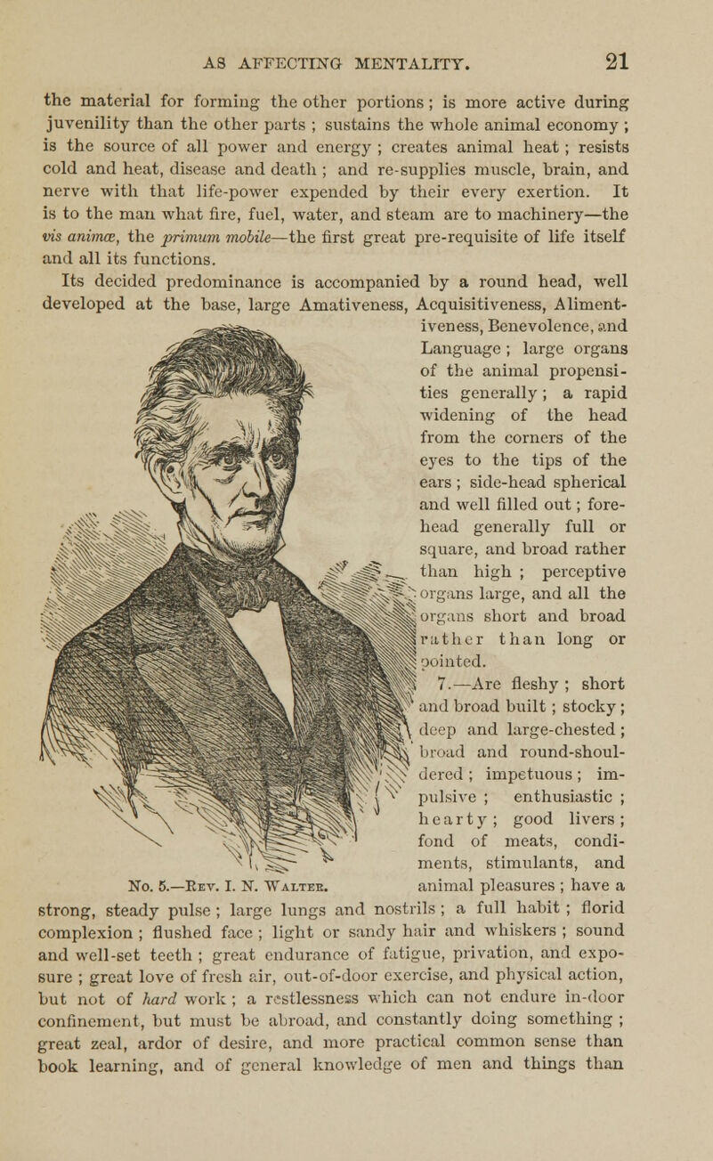 the material for forming the other portions ; is more active during juvenility than the other parts ; sustains the whole animal economy ; is the source of all power and energy ; creates animal heat; resists cold and heat, disease and death ; and re-supplies muscle, Drain, and nerve with that life-power expended by their every exertion. It is to the man what fire, fuel, water, and steam are to machinery—the vis animce, the primum mobile—the first great pre-requisite of life itself and all its functions. Its decided predominance is accompanied by a round head, well developed at the base, large Amativeness, Acquisitiveness, Aliment- iveness, Benevolence, and Language ; large organs of the animal propensi- ties generally ; a rapid widening of the head from the corners of the eyes to the tips of the ears; side-head spherical and well filled out; fore- head generally full or square, and broad rather than high ; perceptive organs large, and all the organs short and broad rather than long or pointed. 7.—Are fleshy ; short and broad built; stocky; deep and large-chested; broad and round-shoul- dered ; impetuous; im- pulsive ; enthusiastic ; hearty ; good livers ; fond of meats, condi- ments, stimulants, and No. 5.—Rev. I. N. Walter. animal pleasures ; have a strong, steady pulse ; large lungs and nostrils ; a full habit ; florid complexion ; flushed face ; light or sandy hair and whiskers ; sound and well-set teeth ; great endurance of fatigue, privation, and expo- sure ; great love of fresh air, out-of-door exercise, and physical action, but not of hard work ; a restlessness which can not endure in-door confinement, but must be abroad, and constantly doing something ; great zeal, ardor of desire, and more practical common sense than book learning, and of general knowledge of men and things than