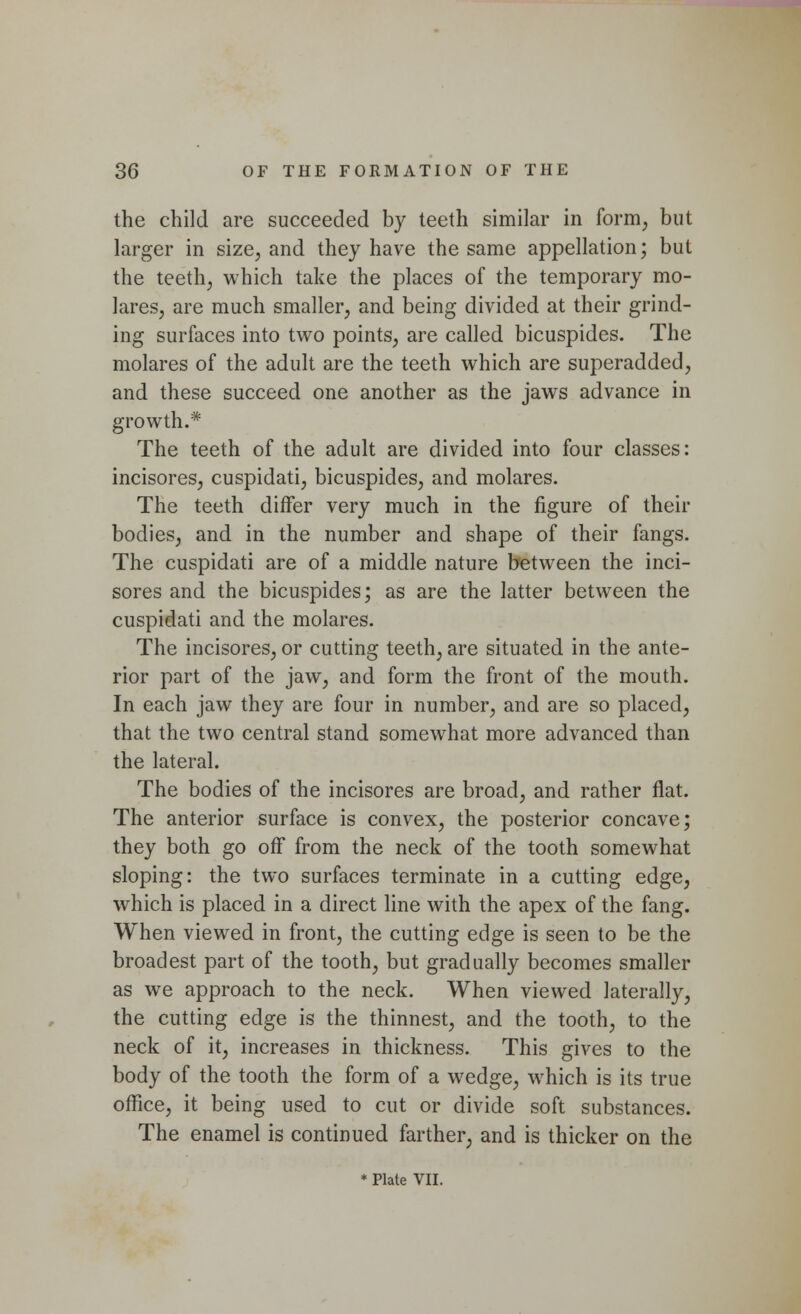the child are succeeded by teeth similar in form; but larger in size, and they have the same appellation; but the teeth, which take the places of the temporary mo- lares, are much smaller, and being divided at their grind- ing surfaces into two points, are called bicuspides. The molares of the adult are the teeth which are superadded, and these succeed one another as the jaws advance in growth.* The teeth of the adult are divided into four classes: incisores, cuspidati, bicuspides, and molares. The teeth differ very much in the figure of their bodies, and in the number and shape of their fangs. The cuspidati are of a middle nature between the inci- sores and the bicuspides; as are the latter between the cuspidati and the molares. The incisores, or cutting teeth, are situated in the ante- rior part of the jaw, and form the front of the mouth. In each jaw they are four in number, and are so placed, that the two central stand somewhat more advanced than the lateral. The bodies of the incisores are broad, and rather flat. The anterior surface is convex, the posterior concave; they both go off from the neck of the tooth somewhat sloping: the two surfaces terminate in a cutting edge, which is placed in a direct line with the apex of the fang. When viewed in front, the cutting edge is seen to be the broadest part of the tooth, but gradually becomes smaller as we approach to the neck. When viewed laterally, the cutting edge is the thinnest, and the tooth, to the neck of it, increases in thickness. This gives to the body of the tooth the form of a wedge, which is its true office, it being used to cut or divide soft substances. The enamel is continued farther, and is thicker on the * Plate VII.