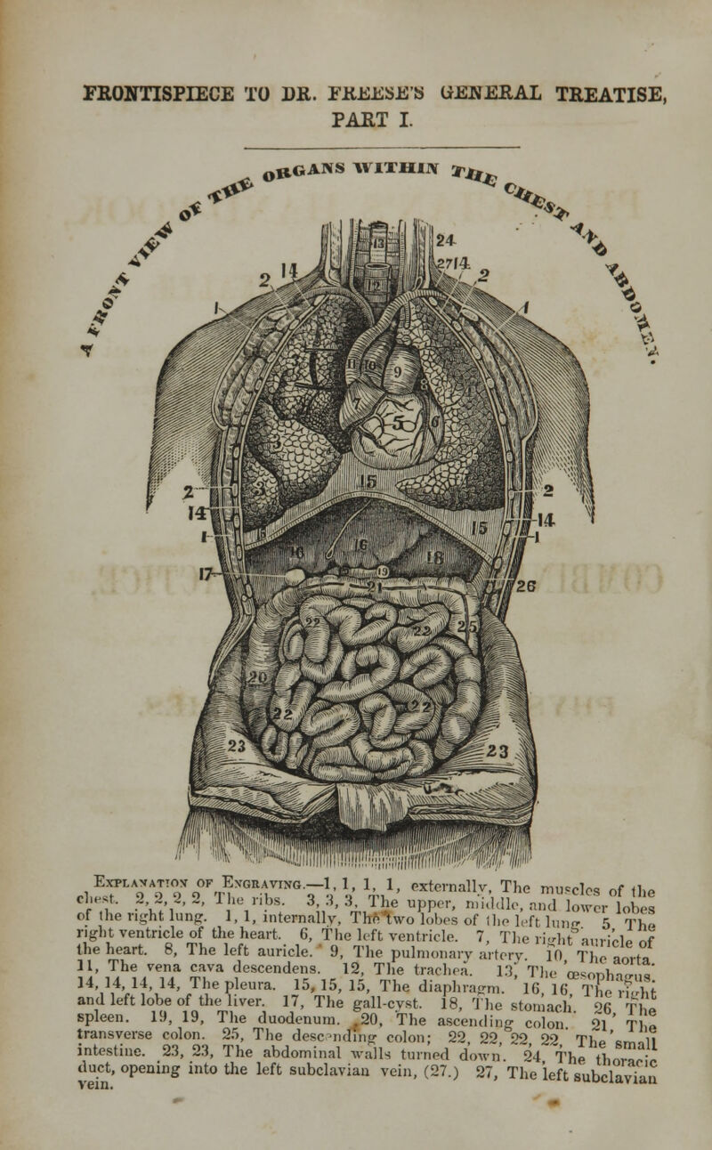 FRONTISPIECE TO DR. YREESE'S tfEJJERAL TREATISE, PART I. V, Explanation of Engraving.—1,1, 1, 1, erteraallv, The nuncios of the chest. 2 2 2, 2, The ribs. 3, 3, 3. The upper, middle, and Wr lobea of the nght lung. 1, 1, internally, The two lobes of the left lunc 5 Tlh. right ventricle of the heart, 6, The left ventricle. 7, The rieht mri!>U r.f the heart. 8, The left auricle. ' 9, The pulmonary artery 10 The .Z 11, The vena cava descendens. 12, The trachea. 13, The WmWno' 14, 14, 14, 14, The pleura. 15, 15, 15, The diaphragm. 16 IfTlS and left lobe of the liver. 17, The gall-cvst. 18, The stomach 98 TK. spleen. 19, 19, The duodenum. .20, The ascending C()ion ' £1 ' T ! transverse colon. 25, The descpndihg colon; 22, 22, 22 22* Thp'<J.nii intestine. 23, 23, The abdominal walls turned down. 24 The thSv duct, opening into the left subclavian vein, (27.) 27, The left subclavian