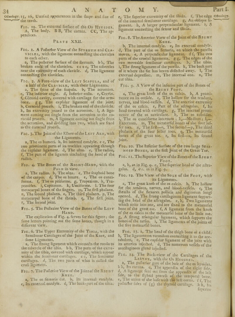 34 Oftsology. 15, 16, Unufaal appearances in the fhape and iize of 1 * ' tlie teeth. Fig. 19. The external furface of the Os Hyoides. A, The body. B B, The cornua. CC, The ap- pendices. Plate XXII. Fig. 1. A Posterior View of the Sternum and Cla- vicles, with the ligament connecting the clavicles to each other, a, The pofterior furface of the fternum. bb, The broken ends of the clavicles, cccc, The tubercles near the extremity of each clavicle, d, The ligament connecting the clavicles. Fig. 2. A Fore-view of the Left Scapula, and of a half of the Clavicle, with their Ligaments. a, The fpine of the fcapula. b, The acromion. e, The inferior angle, d, Inferior cofta. e, Cervix. f, Glenoid cavity, covered with cartilage for the arm- bone, g g, The capfular ligament of the joint. h, Coracoid procefs. i, The broken end of the clavicle. k, Its extremity joined to the acromion. 1, A liga- ment coming out fingle from the acromion to the co- racoid procefs. m, A ligament coming out fmgle from the acromion, and dividing into two, which are fixed to the coracoid procefs. Fig. 3. The Joint of the Elbow of the Left Arm, with the Ligaments, a, The os humeri, b, Its internal condyle, c c, The two prominent parts of its trochlea appearing through the capfular ligament, d, The nlna. e, The radius, f, The part of the ligamen tincluding the head of the radius. Fig. 4. The Bones of the Right-Hand, with the Palm in view, a, The radius, b, The ulna, c, Thefcaphoid bone ©f the carpus, d, The os lunare. e, The os cunei- forme. f, The os pififorme. g, Trapezium, h, Tra- pezoides. i, Capitatum. k, Unciforme. 1. The four metacarpal bones of the fingers, m, The firft phalanx, n, The fecond phalanx. 0, The third phalanx, p, The metacarpal bone of the thumb, q, The firft joint. r, The fecond joint. Fic. 5. The Pofterior View of the Bones of the Left Hand. The explication of Fig. 4. ferves for this figure ; the fame letters pointing out the fame bones, though in a different view. Fig. 6. The Upper Extremity of the Tibia, with the Semilunar Cartilages of the Joint of the Knee, and fome Ligaments. a, The ftrong ligament which connects the rotula to the tubercle of the tibia, b b, The parts of the extre- mity of the tibia, covered with cartilage, which appear within the femilnnar cartilages, c c, The femihmar cartilages, d, The two parts of what is called the crofs ligament. Fic. 7. The Pofterior View of the joint of the RrcsftT Knee. a, The os feraoris cur. b, Its internal condyle. c, Its external condyle. d; The back-part of the tibia. e, The fuperior extremity of the tibula. f, The edge Oftcolc^y. of the internal femikinar cartilage, g, An oblique li- • gament. h, A larger perpendicular ligament, i, A ligament connecting the femur and fibula. Fig . 8. The Anterior View of the Joint of the Right Knee. b, The internal condyle, c, Its external condyle. d, The part of the os femoris, on which the patella moves, e, A perpendicular ligament, if, The two parts of the crucial ligaments, g g, The edges of the two moveable femilunar cartilages, h, The tibia, i, The ftrong ligament of the patella, k, The back part of it where the fat has beeen directed away. 1, The external deprefiion- m, The internal one. n, The cat tibia. Fig. 9. A View of the inferior part of the Bones of the Right Foot. a, The great knob of the os calcis. b, A promi- nence on its outfide. c, The hollow for the tendons, nerves, and blood-vcffels. d, The anterior extremity of the os calcis. e, Part of the afiragalus. f, Its head covered with cartilage, g, The internal promi- nence of the os naviculare. h, The os cuboides. i, The os cuneiforme internum ; k,—Medium; 1,— Externum, m, The metatarfal bones of the four lef- fer toes, u, The firft—0, The fecond— p, The third phalanx of the four lefTer toes, q, The metatarfal bones of the great toe. r, Its firft—s, Its fecond joint. Fig. 10. The Inferior Surface of the two large Sesa- moid Bones, at the firft Joint of the Great Toe. Fig. 11. The Superior View of the Bones of the Ri g h t Foot. a, b, as in Fig. 9. c, The fuperior head of the afira- galus. d, &c. as in Fig. 9. Fig. 12. The View of the Sole of the Foot, with' its Ligaments, a, The great knob of the os calcis. b, The hollow for the tendons, nerves, and blood-veifels. c, The fheaths of the flexores pollicis and digitorum longi opened, d, The ftrong cartilaginous ligament fupport- ing the head of the aftragalus. e, h, Two ligaments which unite into one, and are fixed to the metatarfal bone of the great toe. f, A ligament from the knob of the os calcis to the metatarfal bone of the little toe. g, A ftrong triangular ligament, which fupports the bones of the tarfus. i, The ligaments of the joints of the five metatarfal bones. Fig. 13. a, The head of the thigh bone of a child, b, The ligamentum rotnndum connecting it to the ace- tabulum, c, The capfular ligament of the joint with its arteries injected, d, The numerous veffels of the mucilaginous gland injected. Fig. 14. The Back-view of the Cartilages of the Larynx, with the Os Hyoides*? a, The pofterior gar* of the bafe of the os hyoides. bb, Irs cornua. c, The appendix of the right fide. d, A ligame.pt fen: out from the appendix of?the left fide, to the ftyloid procefs of the temporal bone! e, The union of the bafe with the left cormi. f ff The pofterior fides of (g) the thyroid cartilage, h h, Its fupej