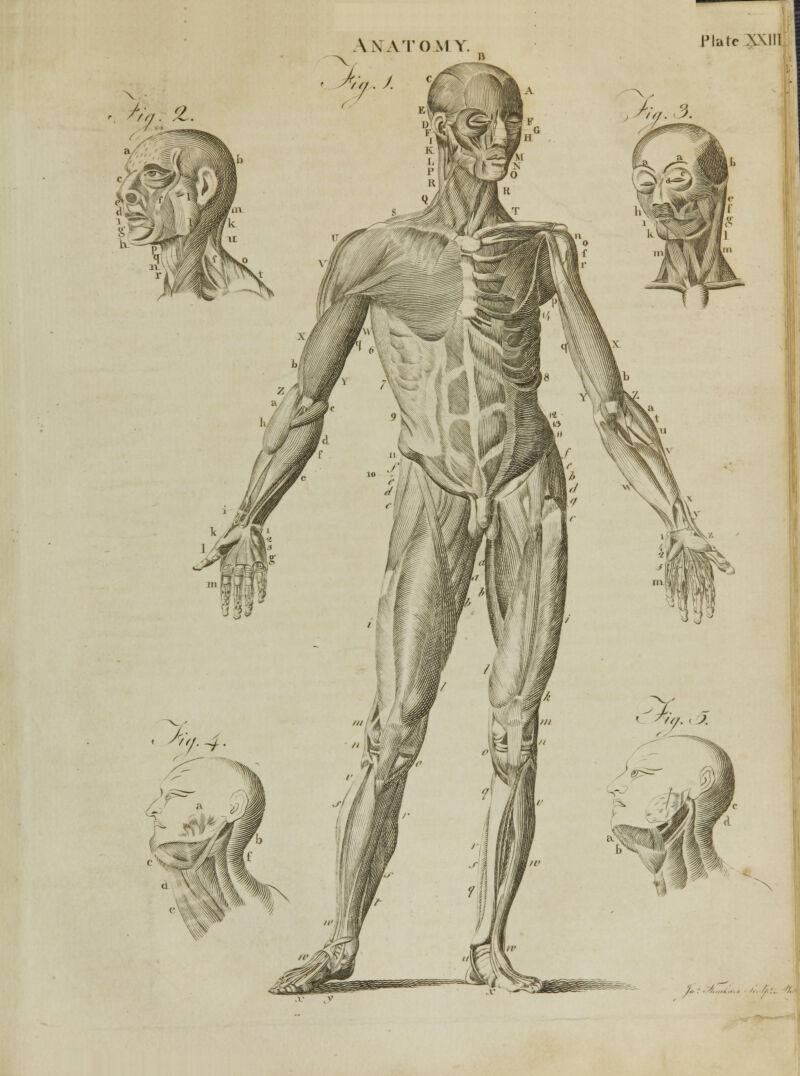 Anatomy. Plate XXIII fi.t.%