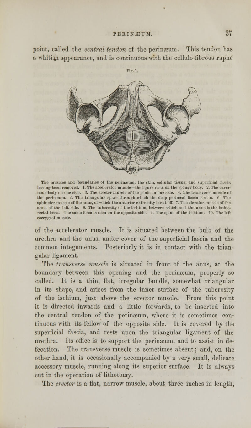 point, called the central tendon of the perinseum. This tendon has a whitisji appearance, and is continuous with the cellulo-fibrous raphe' Fig. 1. The muscles and boundaries of the perinseum, the skin, cellular tissue, and superficial fascia having been removed. 1. The accelerator muscle—the figure rests on the spongy body. 2. The caver- nous body on one side. 3. The erector muscle of the penis on one side. 4. The transverse muscle of the perinaeum. 5. The triangular space through which the deep perinseal fascia is seen. G. The sphincter muscle of the anus, of which the anterior extremity is cut off. 7. The elevator muscle of the anus of the left side. 8. The tuberosity of the ischium, between which and the anus is the ischio- rectal fossa. The same fossa is seen on the opposite side. 9. The spine of the ischium. 10. The left coccygeal muscle. of the accelerator muscle. It is situated between the bulb of the urethra and the anus, under cover of the superficial fascia and the common integuments. Posteriorly it is in contact with the trian- gular ligament. The transverse muscle is situated in front of the anus, at the boundary between this opening and the perinaeum, properly so called. It is a thin, flat, irregular bundle, somewhat triangular in its shape, and arises from the inner surface of the tuberosity of the ischium, just above the erector muscle. From this point it is directed inwards and a little forwards, to be inserted into the central tendon of the perinaeum, where it is sometimes con- tinuous with its fellow of the opposite side. It is covered by the superficial fascia, and rests upon the triangular ligament of the urethra. Its office is to support the perinseum, and to assist in de- fecation. The transverse muscle is sometimes absent; and, on the other hand, it is occasionally accompanied by a very small, delicate accessory muscle, running along its superior surface. It is always cut in the operation of lithotomy. The erector is a flat, narrow muscle, about three inches in length,
