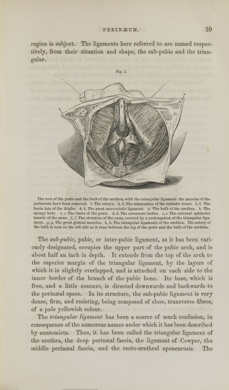 region is subject. The ligaments here referred to are named respec- tively, from their situation and shape, the sub-pubic and the trian- gular. Fig. 2. The root of the penis and the hulb of the urethra, with the triangular ligament: the muscles of the perinoeum have been removed. 1. The coccyx. 2, 2. The tuberosities of the ischiatic bones. 3,3. The fascia lata of the thighs. 4, 4. The great sacro-sciatic ligament, a. The bulb of the urethra. 6. The spongy body, c, c. The limbs of the penis, d, d. The cavernous bodies, e, e. The external sphincter muscle of the anus. /,/. The elevators of the anus, covered by a prolongation of the triangular liga- ment, g, g. The great gluteal muscles, h, h. The triangular ligaments of the urethra. The artery of the bulb is seen on the left side as it runs between the leg of the penis and the bulb of the urethra. The sub-pubic, pubic, or inter-pubic ligament, as it has been vari- ously designated, occupies the upper part of the pubic arch, and is about half an inch in depth. It extends from the top of the arch to the superior margin of the triangular ligament, by the layers of which it is slightly overlapped, and is attached on each side to the inner border of the branch of the pubic bone. Its base, which is free, and a little concave, is directed downwards and backwards to the perinseal space. In its structure, the sub-pubic ligament is very dense, firm, and resisting, being composed of close, transverse fibres, of a pale yellowish colour. The triangular ligament has been a source of much confusion, in consequence of the numerous names under which it has been described by anatomists. Thus, it has been called the triangular ligament of the urethra, the deep perineal fascia, the ligament of Cowper, the middle perineal fascia, and the recto-urethral aponeurosis. The