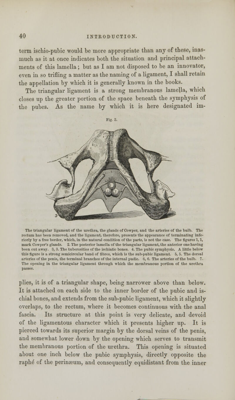 term ischio-pubic would be more appropriate than any of these, inas- much as it at once indicates both the situation and principal attach- ments of this lamella; but as I am not disposed to be an innovator, even in so trifling a matter as the naming of a ligament, I shall retain the appellation by which it is generally known in the books. The triangular ligament is a strong membranous lamella, which closes up the greater portion of the space beneath the symphysis of the pubes. As the name by which it is here designated im- The triangular ligament of the urethra, the glands of Cowper, and the arteries of the bulb. The rectum has been removed, and the ligament, therefore, presents the appearance of terminating infe- riorly by a free border, which, in the natural condition of the parts, is not the case. The figures 1,1, mark Cowper's glands. 2. The posterior lamella of the triangular ligament, the anterior one having been cut away. 3, 3. The tuberosities of the ischiatic bones. 4. The pubic symphysis. A little below this figure is a strong semicircular band of fibres, which is the sub-pubic ligament. 5, 5. The dorsal arteries of the penis, the terminal branches of the internal pudic. 6, 6. The arteries of the bulb. 7. The opening in the triangular ligament through which the membranous portion of the urethra plies, it is of a triangular shape, being narrower above than below. It is attached on each side to the inner border of the pubic and is- chial bones, and extends from the sub-pubic ligament, which it slightly overlaps, to the rectum, where it becomes continuous with the anal fascia. Its structure at this point is very delicate, and devoid of the ligamentous character which it presents higher up. It is pierced towards its superior margin by the dorsal veins of the penis, and somewhat lower down by the opening which serves to transmit the membranous portion of the urethra. This opening is situated about one inch below the pubic symphysis, directly opposite the raphe' of the perinseum, and consequently equidistant from the inner
